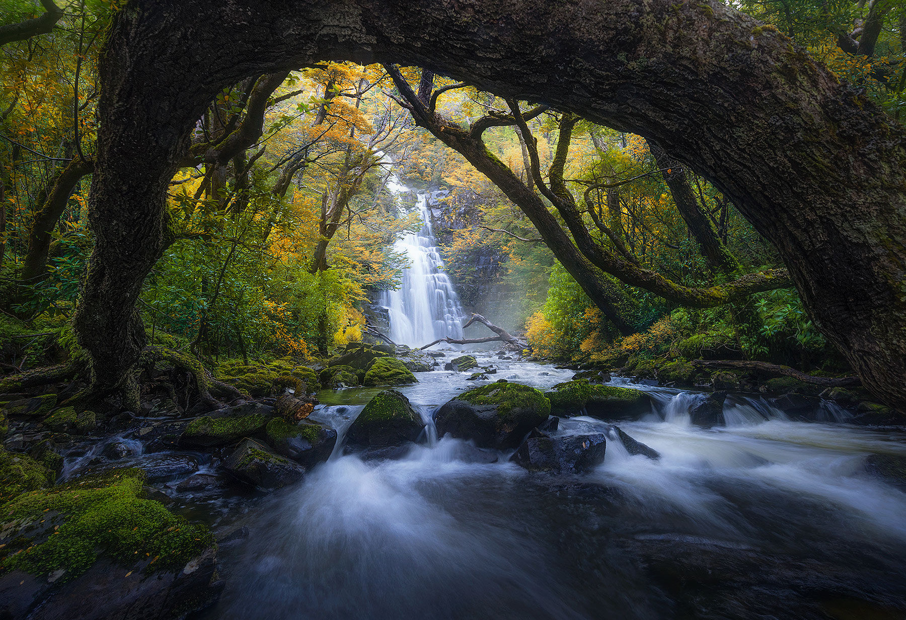 Coigue forest frames a waterfall that has probably never been seen before in the remote reaches of Patagonian Fjords