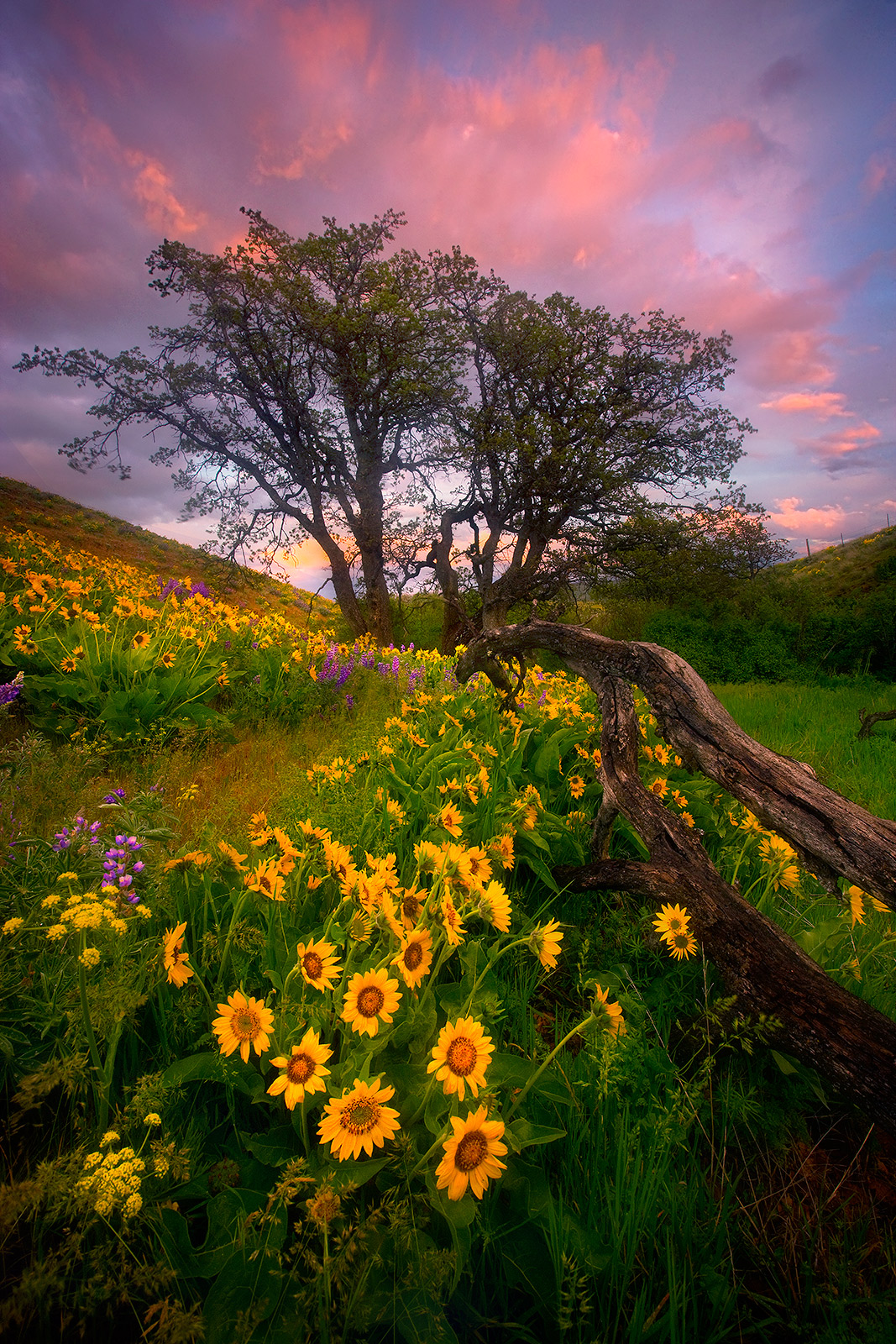 Wild Balsamroot adorns this canyon in Washington's Columbia Hills complimented by sunset skies and beautiful Oak trees.