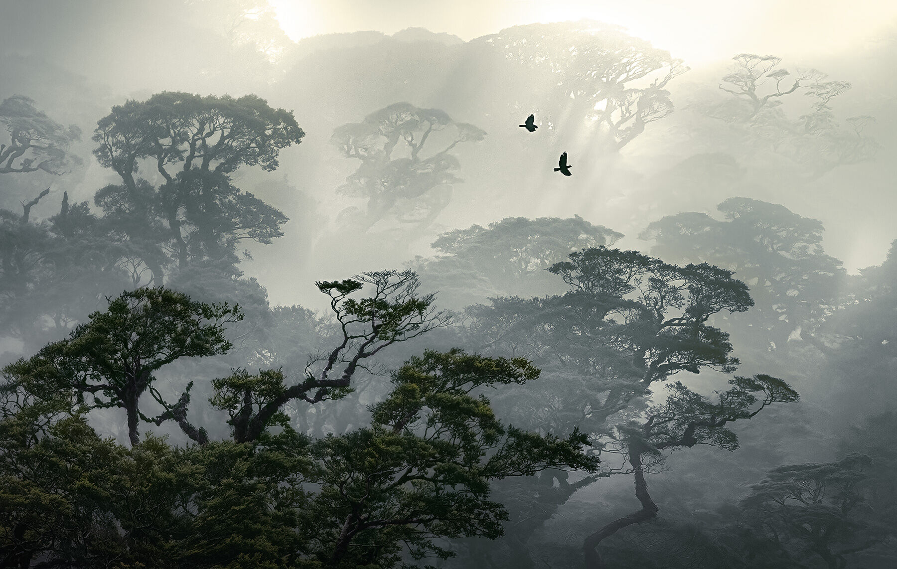 A couple of Kaka birds fly through misty treetops high on a mountain ridge in Fiordlands, New Zealand
