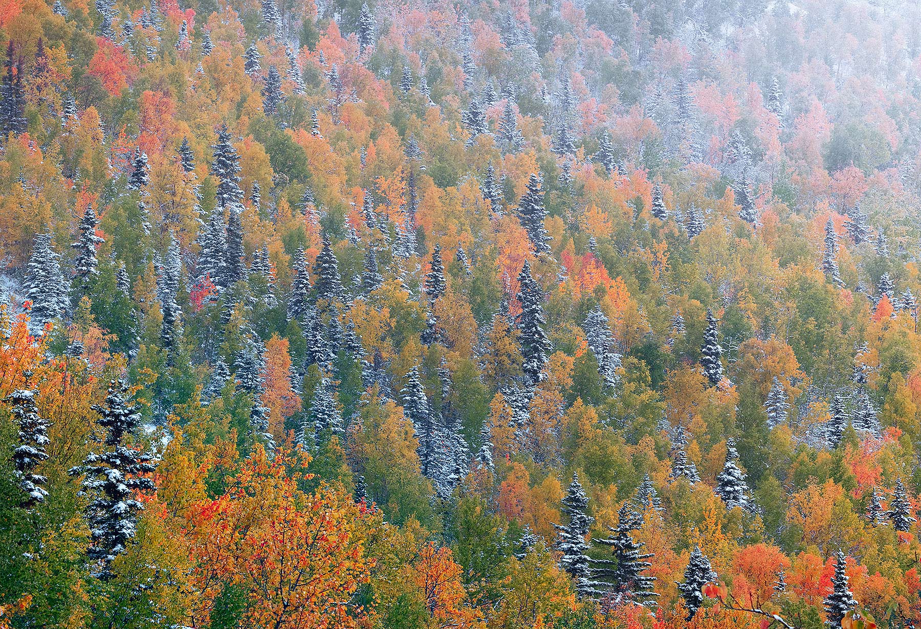 New snow clings to fir trees in Alaska as autumn colors disappear into the misty cold