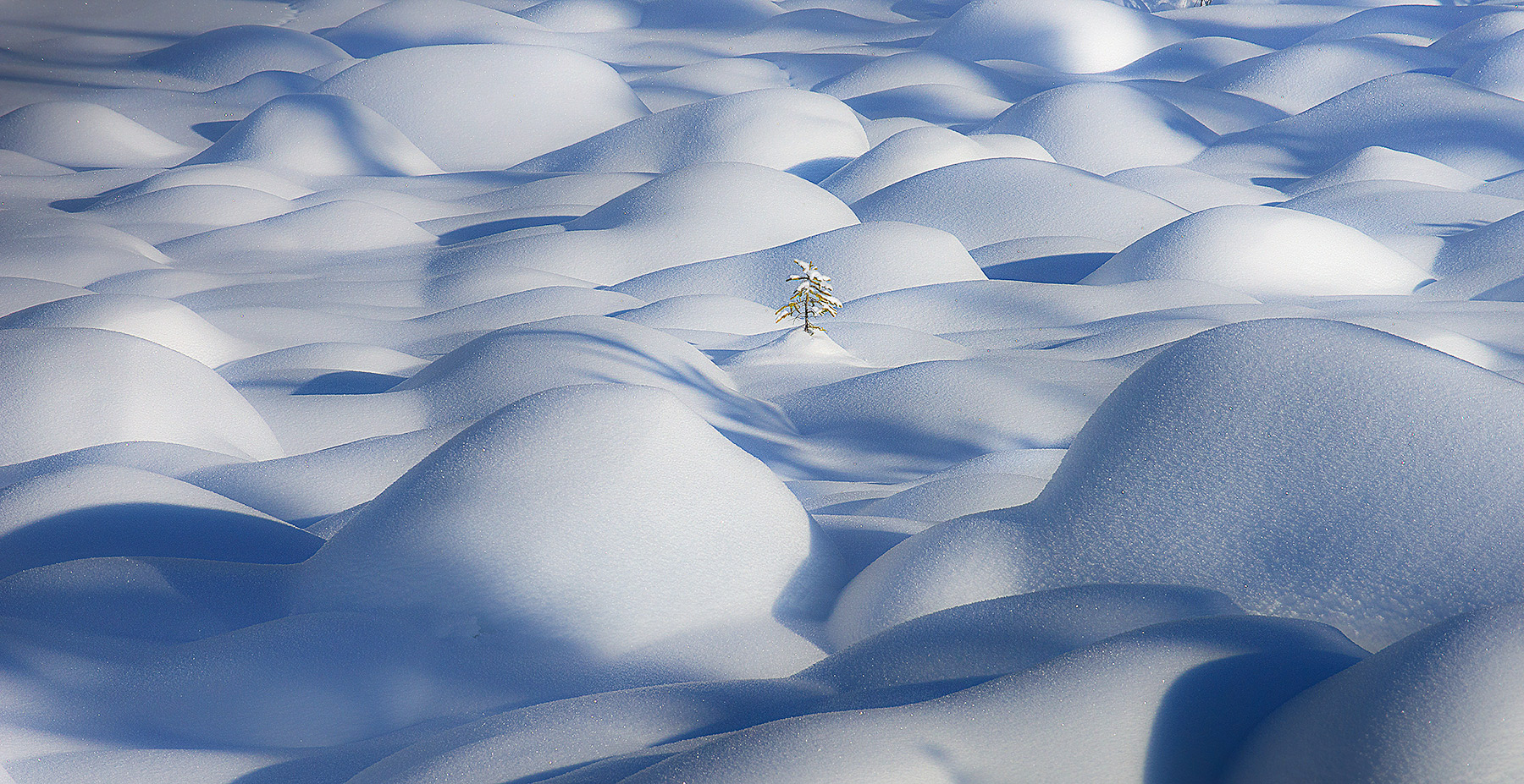 A lonely tree surives the winter amidst snow-covered boulders in the Rockies of Canada