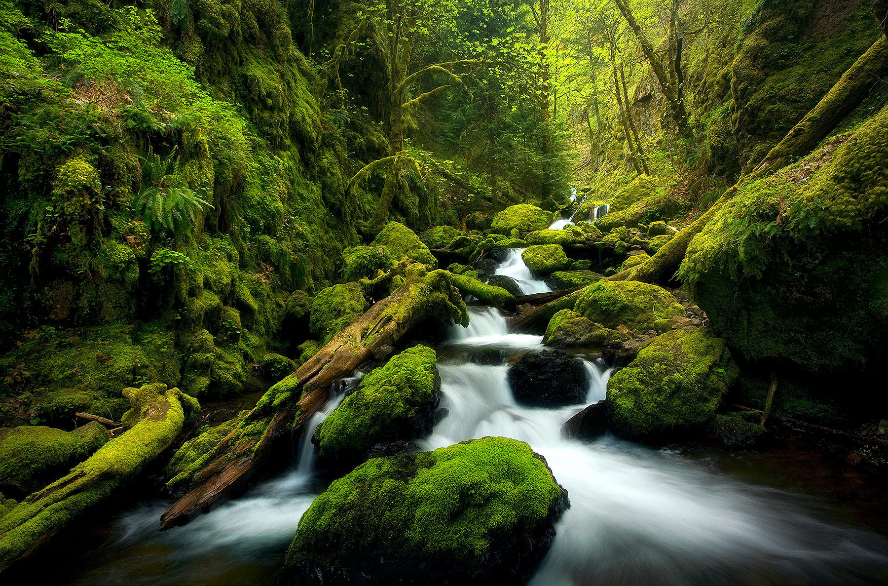 A beautiful series of cascades flowing through a mossy canyon complimented by soft background light.