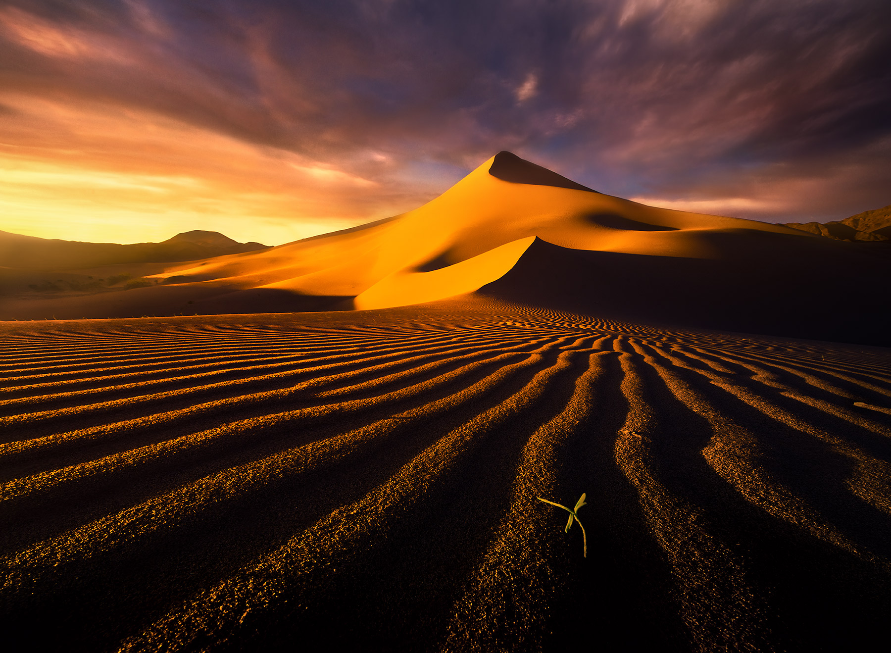 From the Sea of Gold (2014) A remote dunefield like this one offers the best perspective on the towering sands. After a recent rain in February I visited...