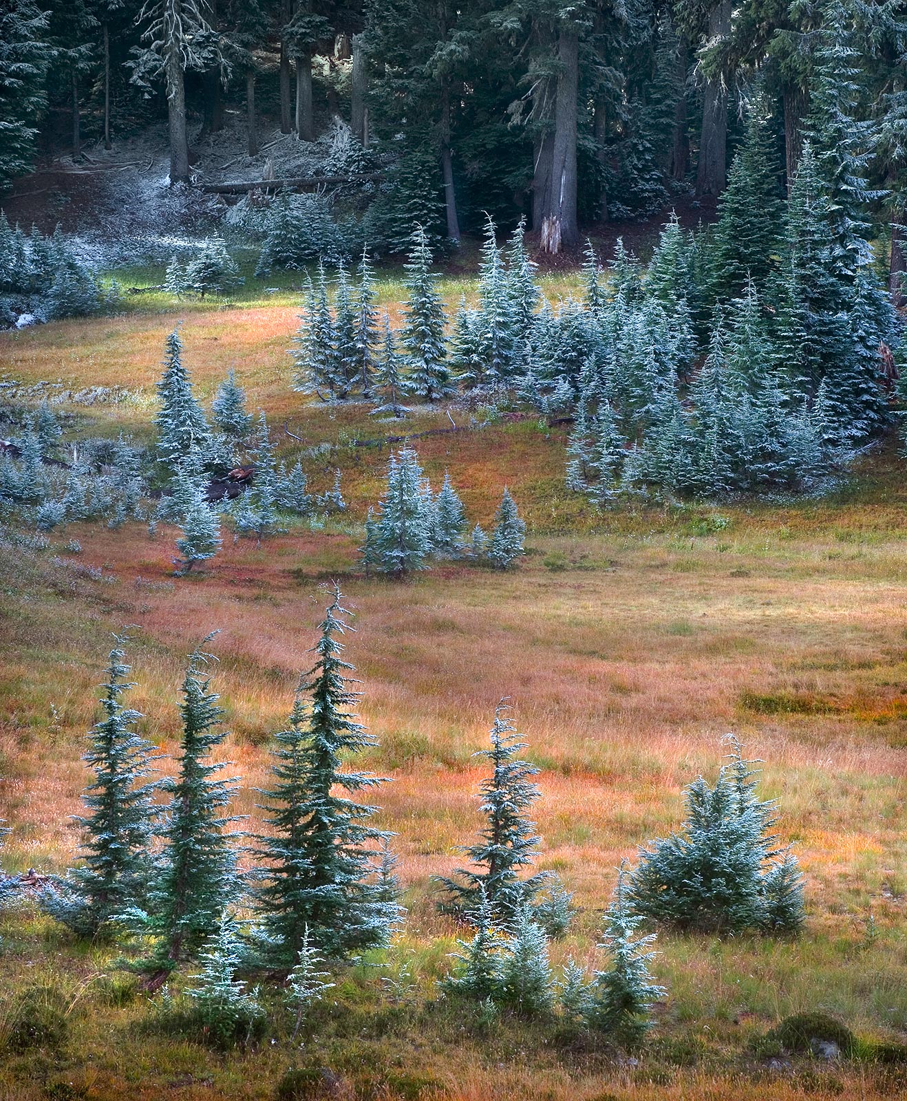 The first snows high in Oregon's Cascade range cling to the Pines not long after they have melted off the colorful Autumn meadows...