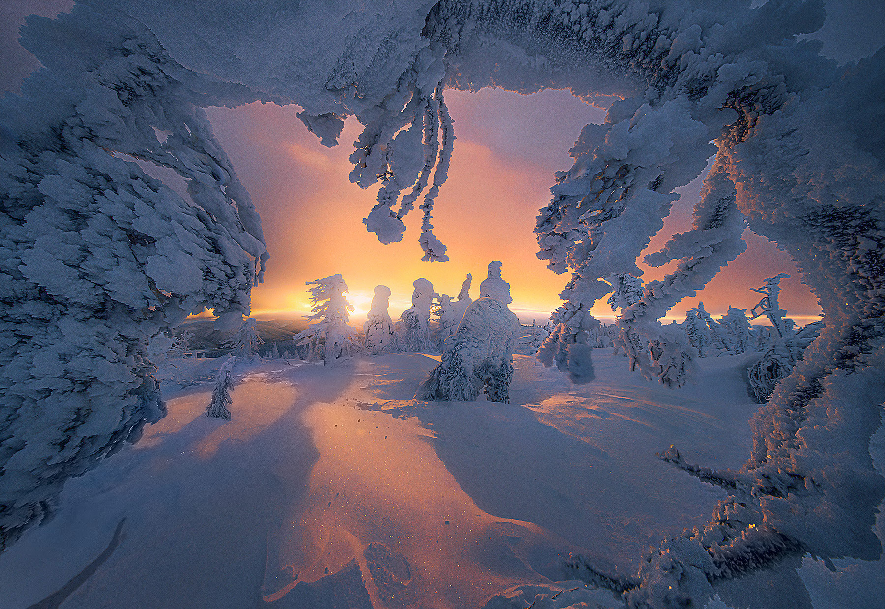 Frozen branches frame a flaming sunset through snowy forest at 1pm in the Alaskan winter.