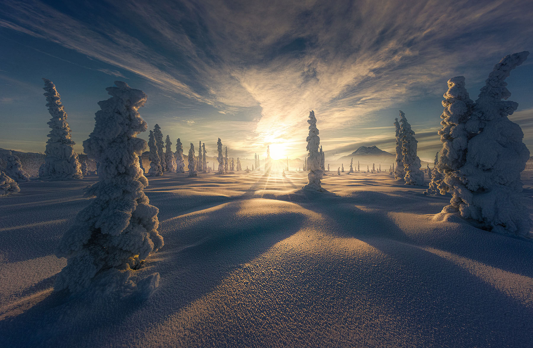 The sparkling golden light 2pm in the afternoon graces the frozen Alaskan forest