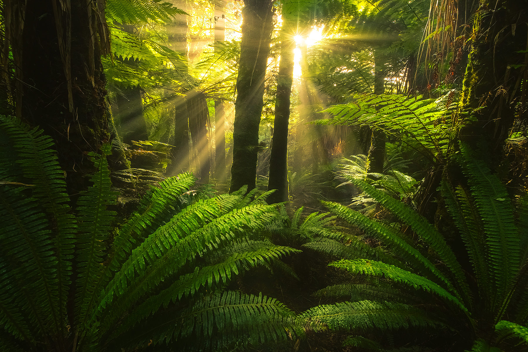 The South Coast of the South Island is one of my favorite places for forest shooting in the world.&nbsp;&nbsp;Here the light...