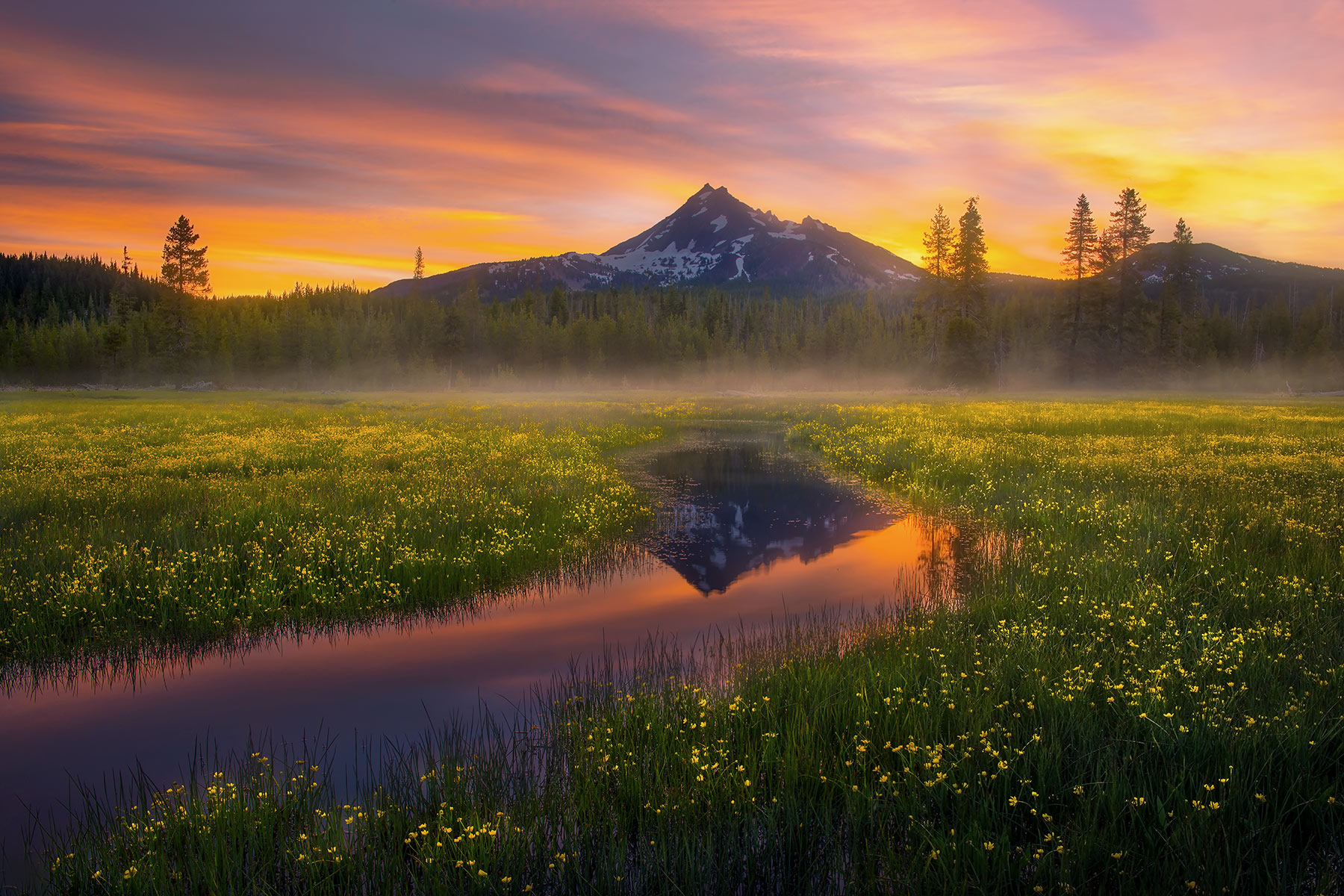 Golden Carpet - Sparks Lake Meadows, Oregon