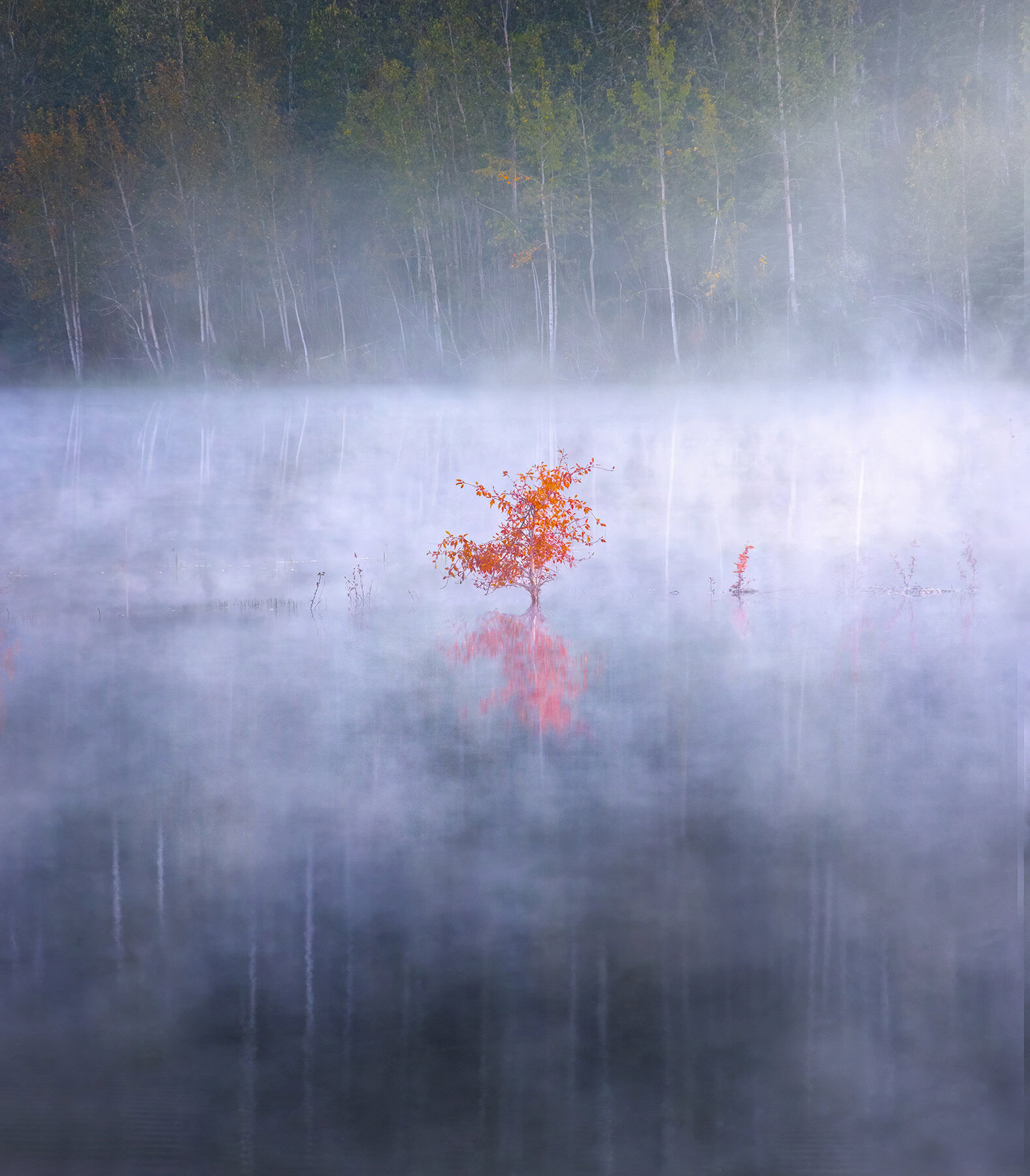Alaska, fall, autumn, colors, tundra, aspen, red, Alaska range, reflection