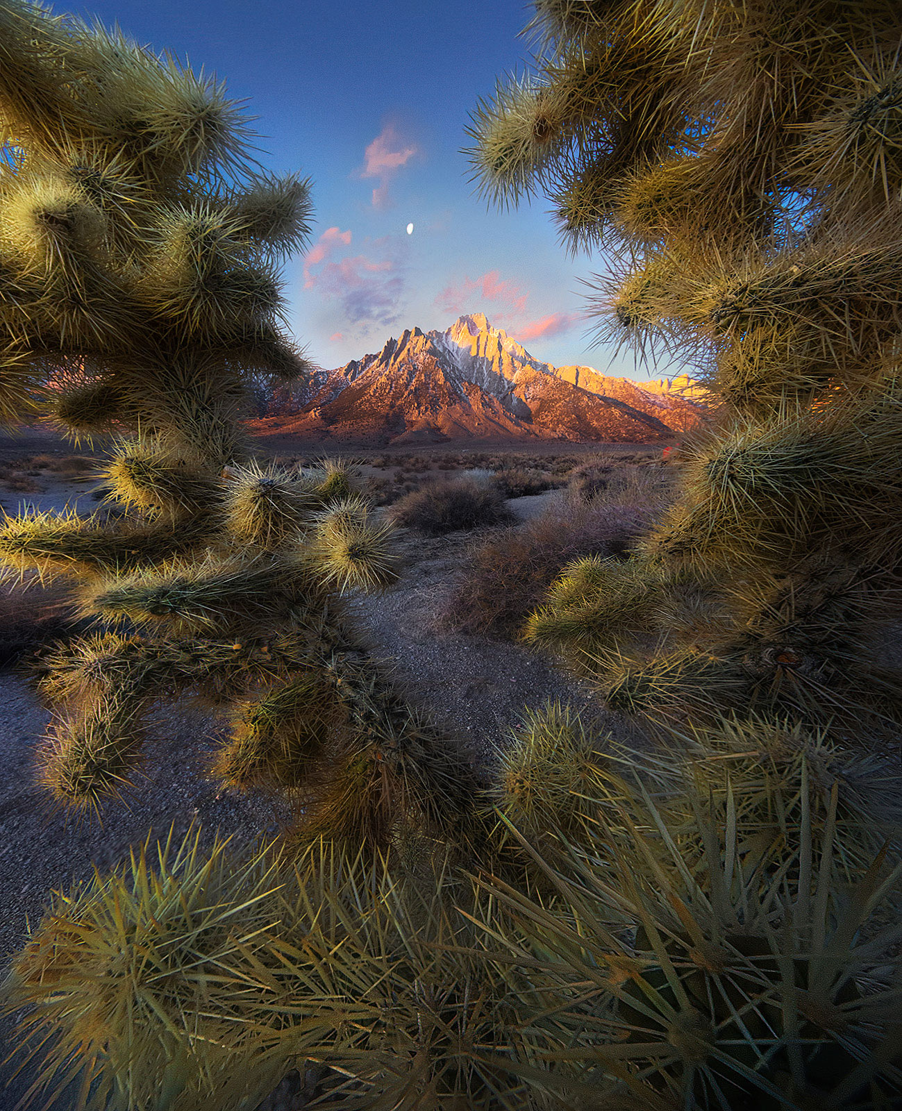 Cholla cactus frames Lone Pine peak in the Eastern Sierra at sunrise.  A unique take on a famous place.