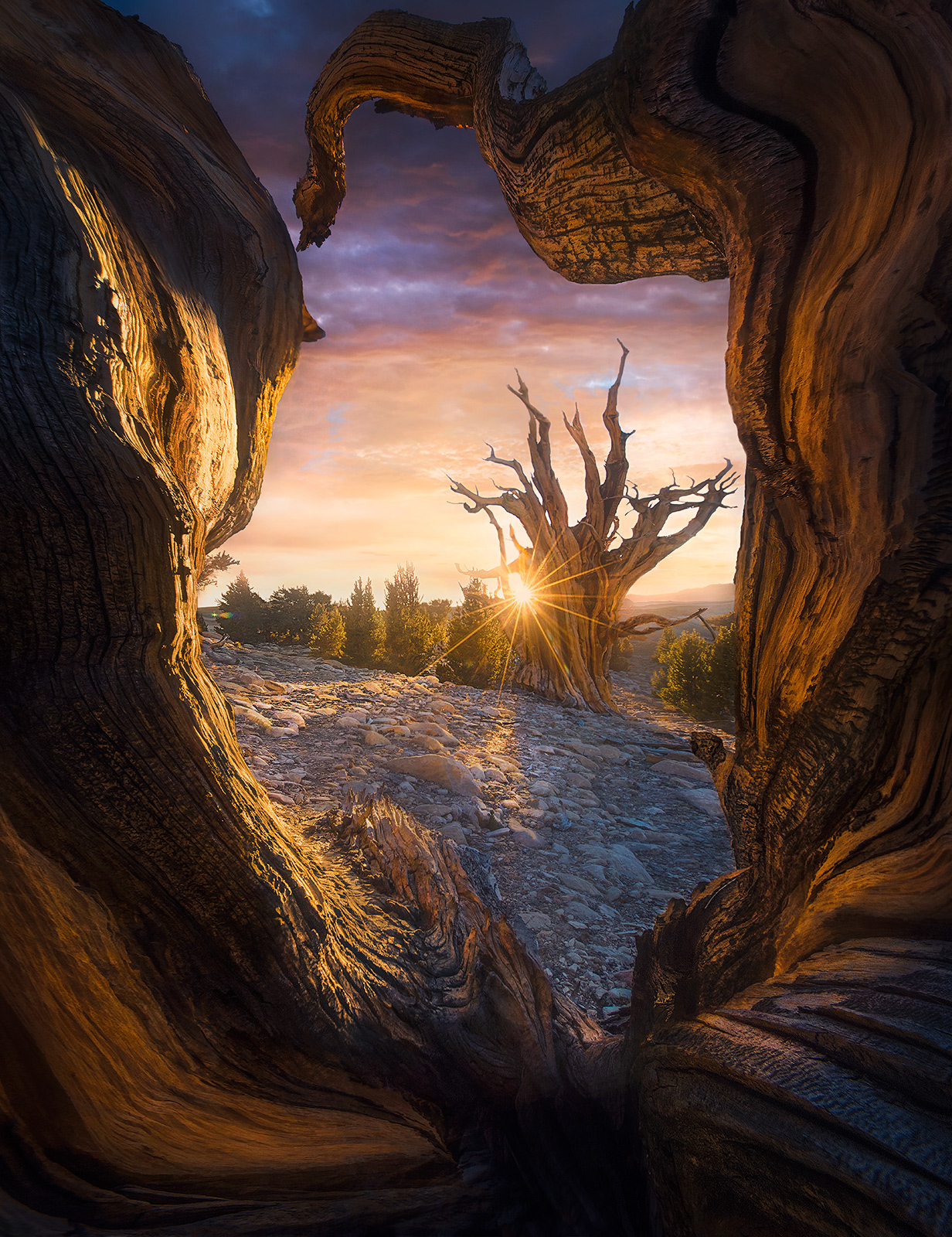 This incredible combination of Bristlecone Pine specimens represents the harmony between some the oldest living things on Earth...