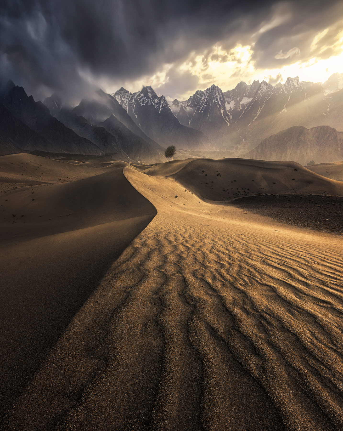 Desert sands reach across this Himalayan valley towards a lone tree bathed in sunset light at the foot of high peaks.