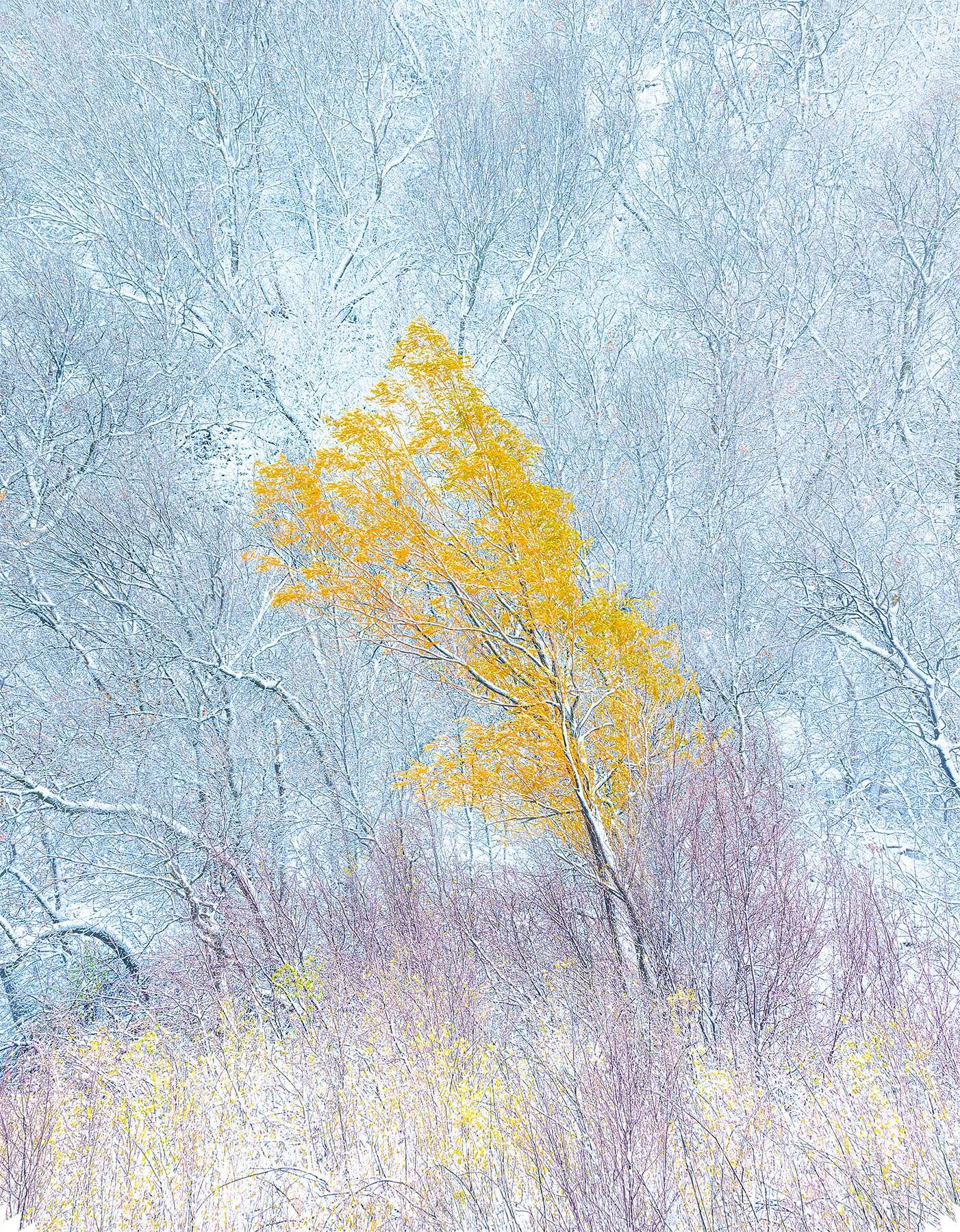 The etching of new snow amidst willow brush and a lone tree holding on to its autumn colors amidst rapidly changing seasons in...