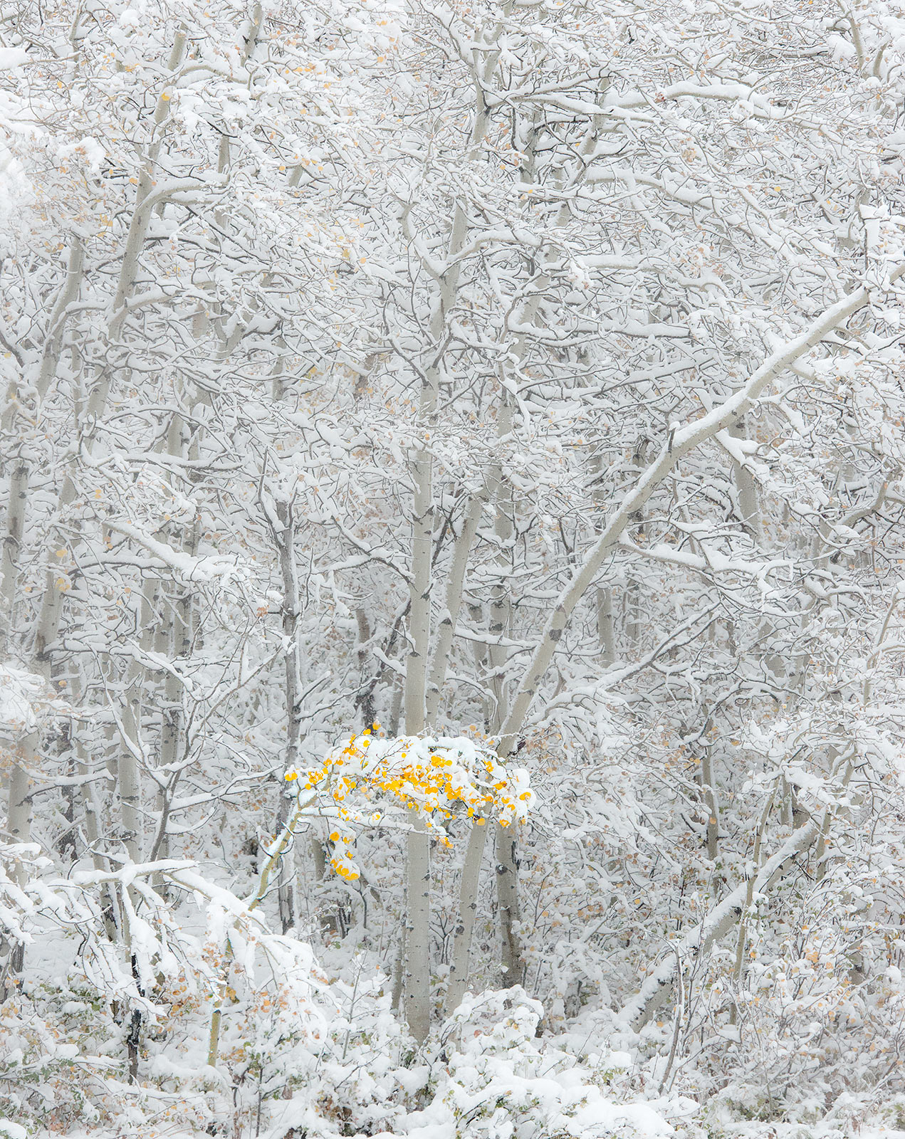 The fall season's first snowfall in Glacier Park reveals a small, lone tree still hanging onto the gold color.
