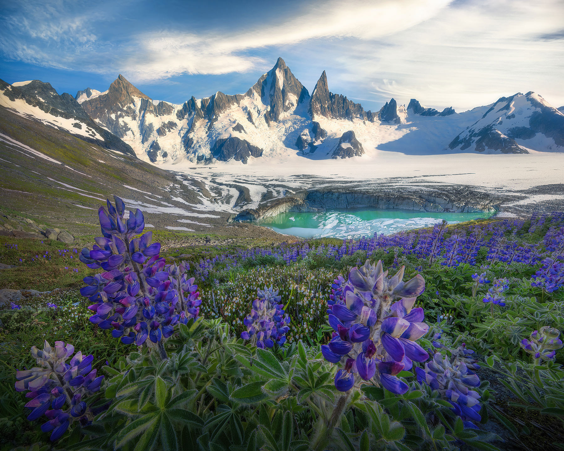 An amazing collection of blooms in the middle of the most glaciated mountain range on Earth outside of the Arctic.
