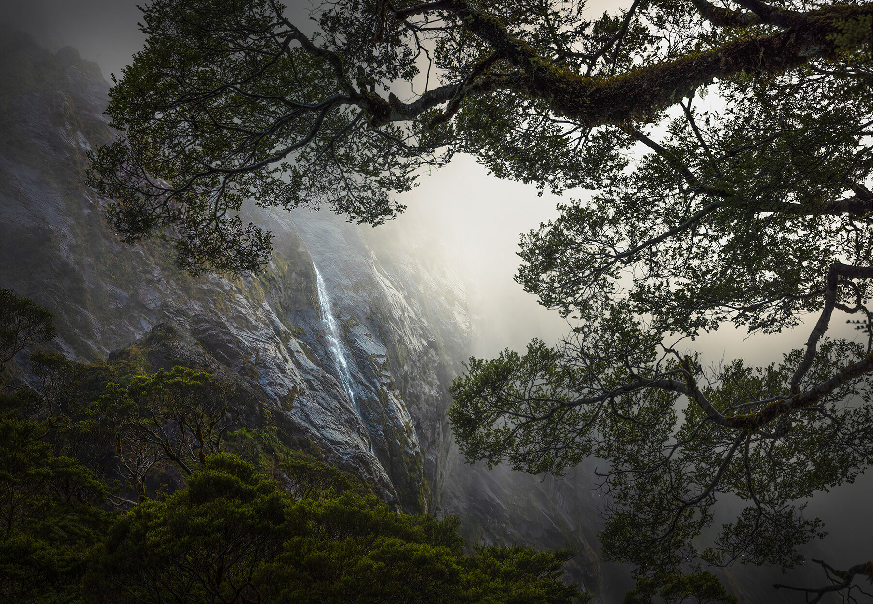 Soft light penetrates the depths of the New Zealand rainforest, illuminating cliffs and a small waterfall framed between Beech...