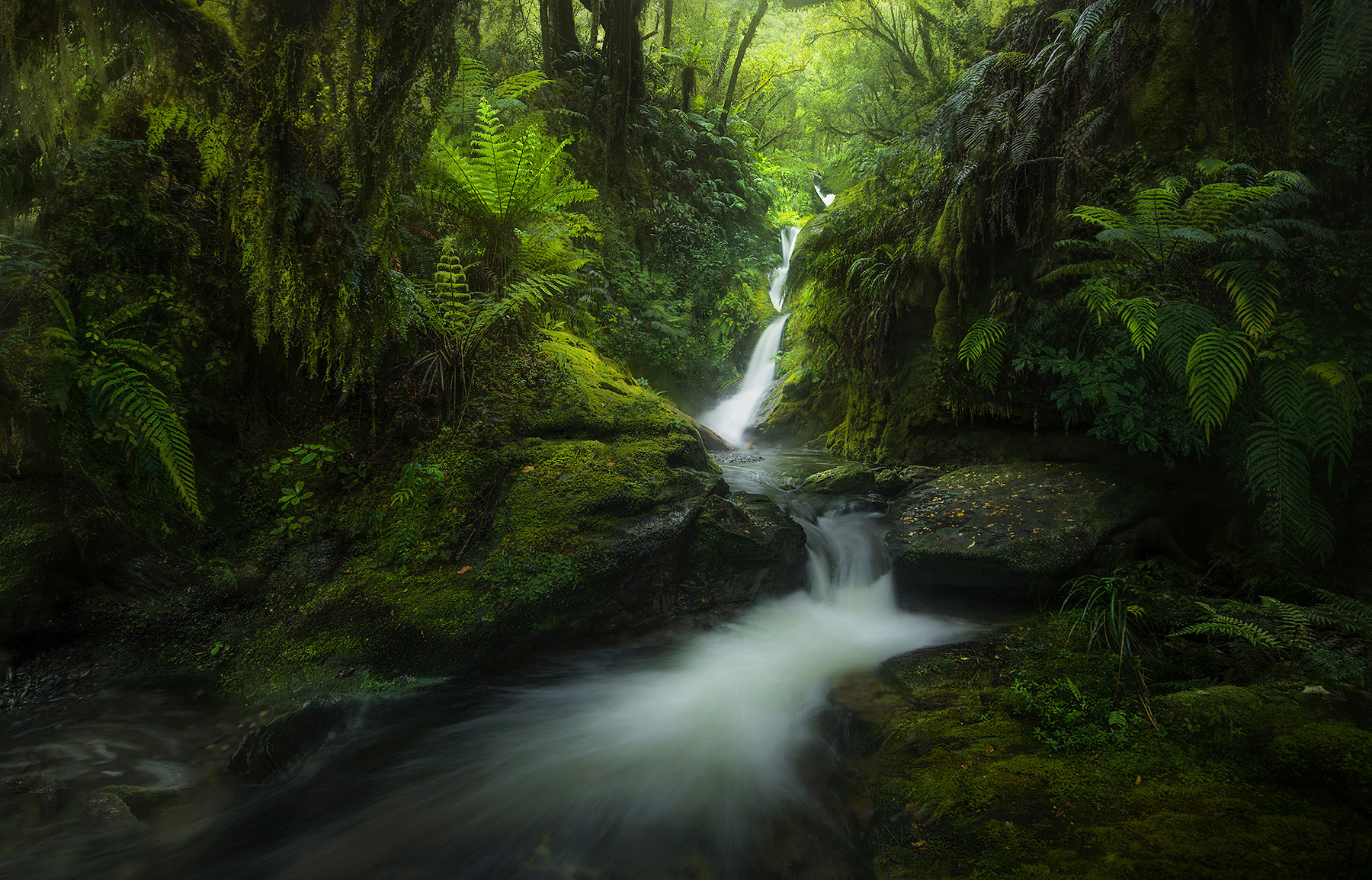 A collection of various ferns and springlike greens adorn these deep rainforest waterfalls in Fiordland, New&nbsp;Zealand.&nbsp...