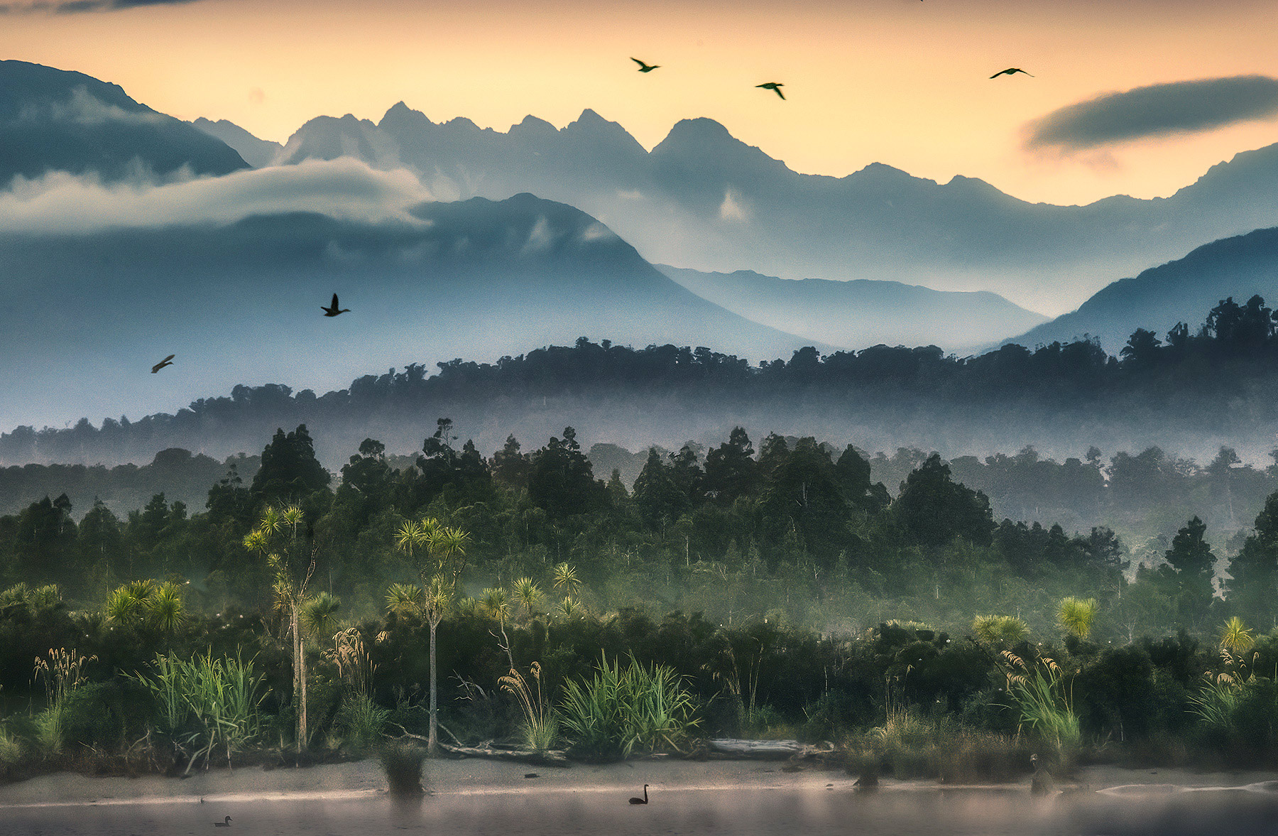 An incredible abundance of waterfowl amidst sunrise layers and misty rainforest colors compressed with a 400mm lens early one...