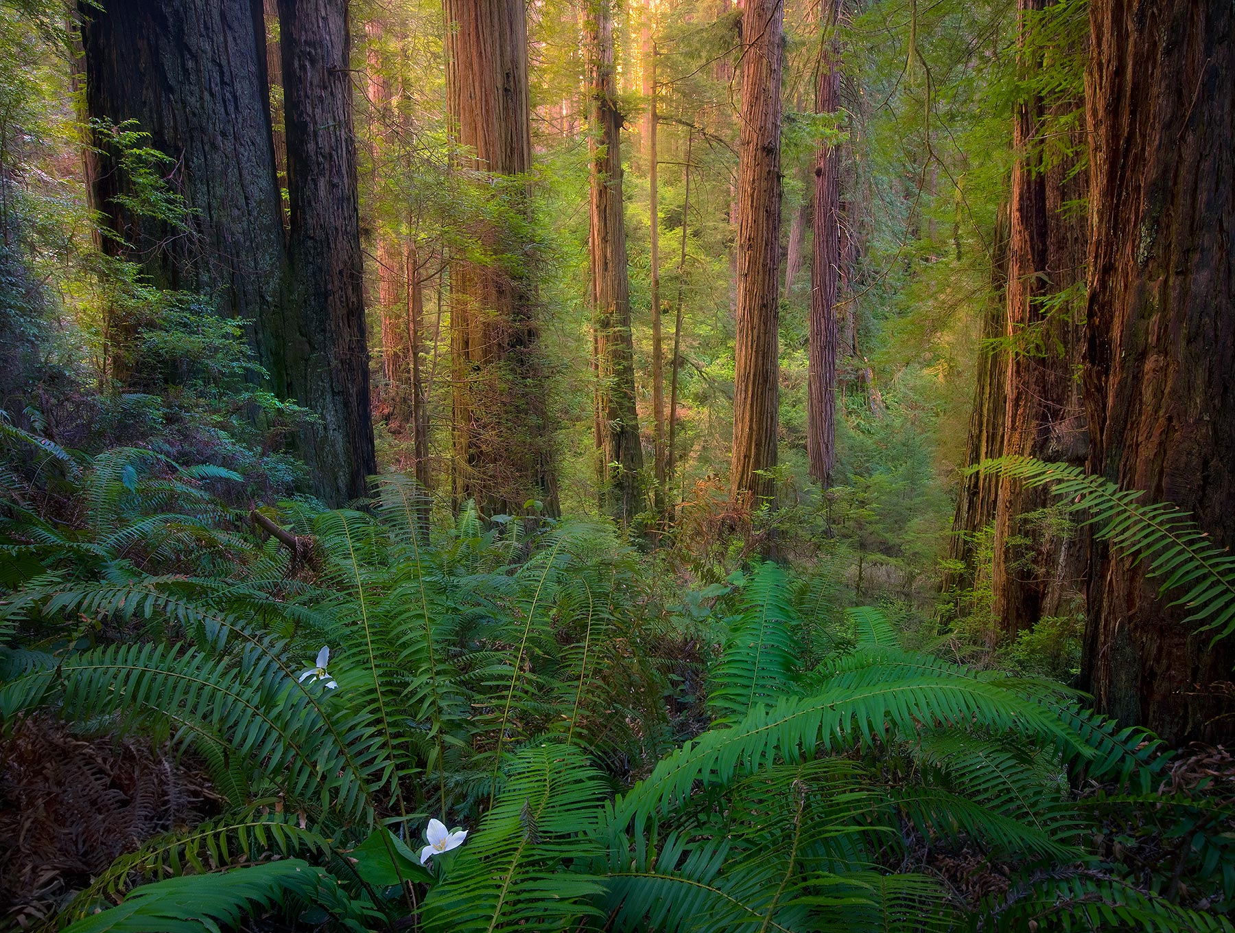 Ancient Old-Growth Redwood forest in soft early morning light photographed in California's Del Norte Redwoods State Park.