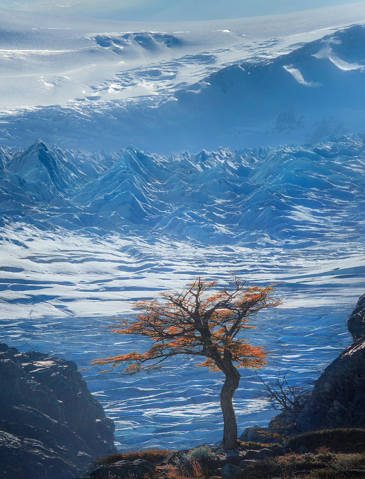 A lone Lengus tree against the vast Patagonian Ice Cap