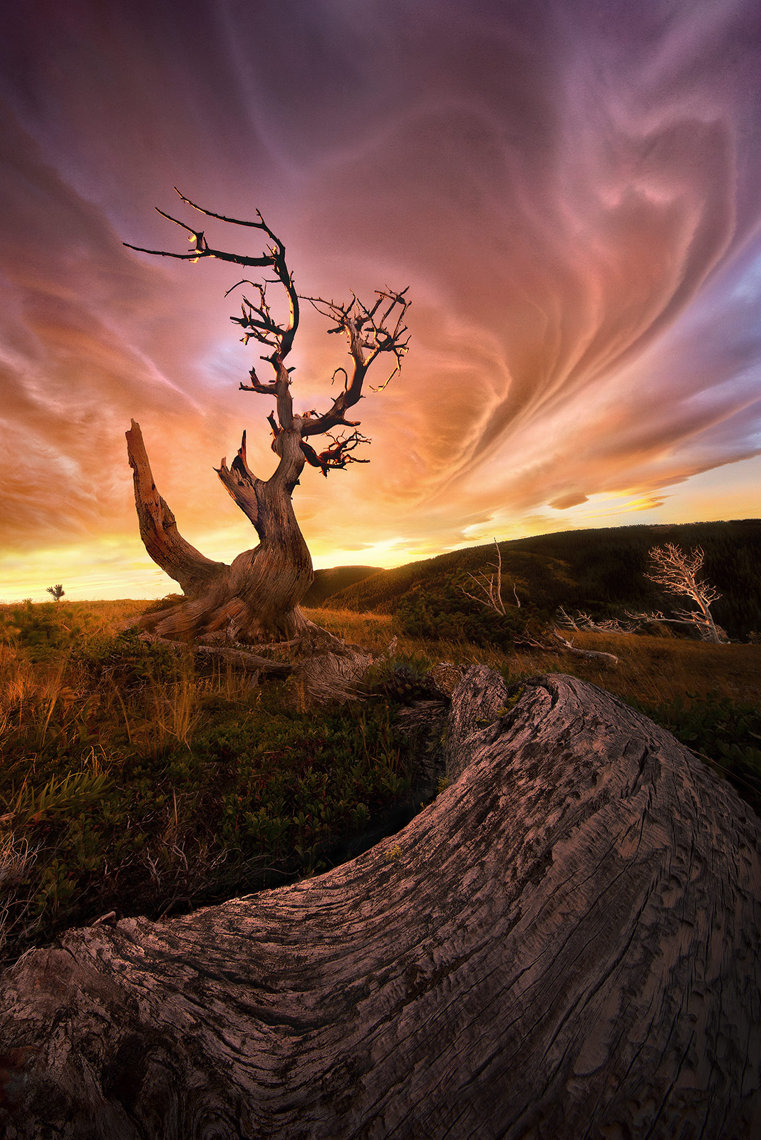 Lenticular Show (2009) An incredibly powerful Lenticular wave cloud formation at sunrise over this ancient tree atop a high Montana plateau. When I...