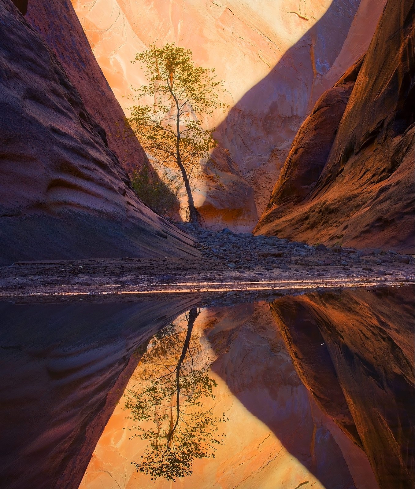 A lone tree framed by light inside the remote canyons of Utah's Capitol Reef.
