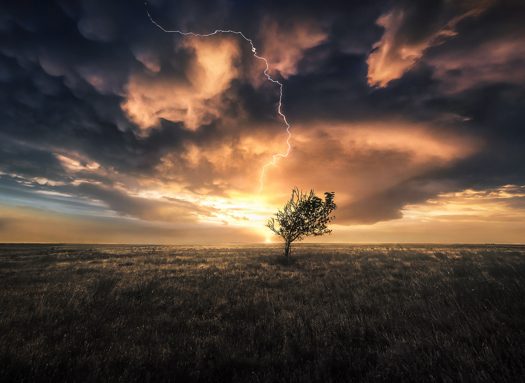 A lone tree blowing in the wind catches the sunset light underneath a thunderstorm and lighting.  Single exposure!