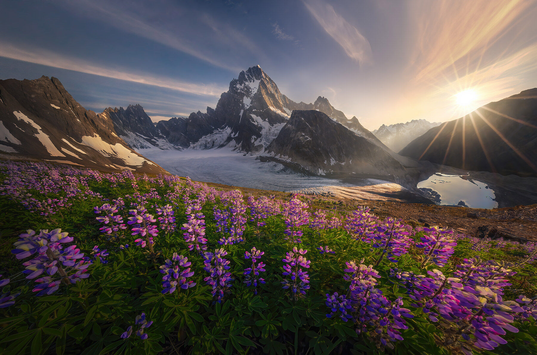 Sunset light illuminates this spectacular meadow of lupine we caught after a long hike above our camp deep in the wilderness...