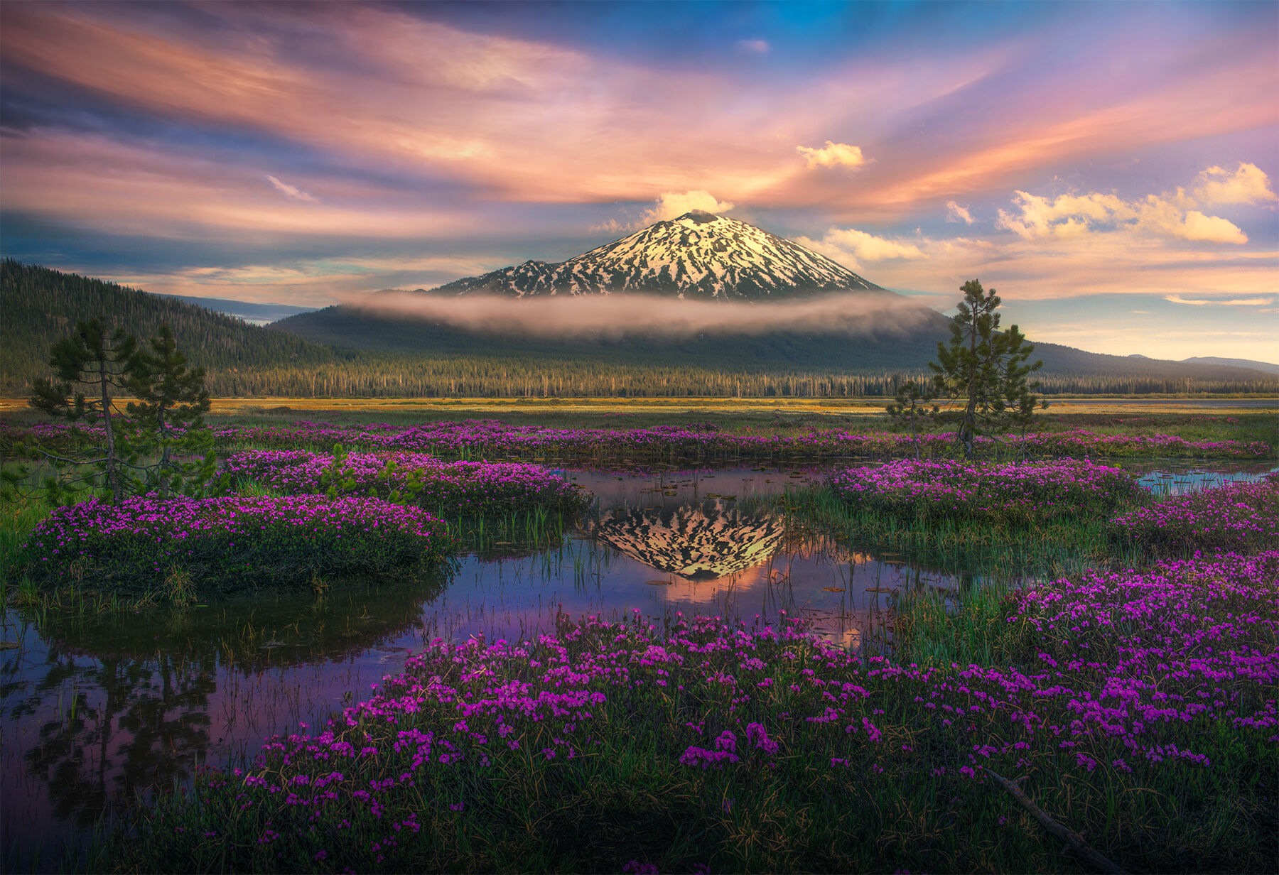 Wildflowers and reflections of Oregon.  Three Sisters, May 2018.
