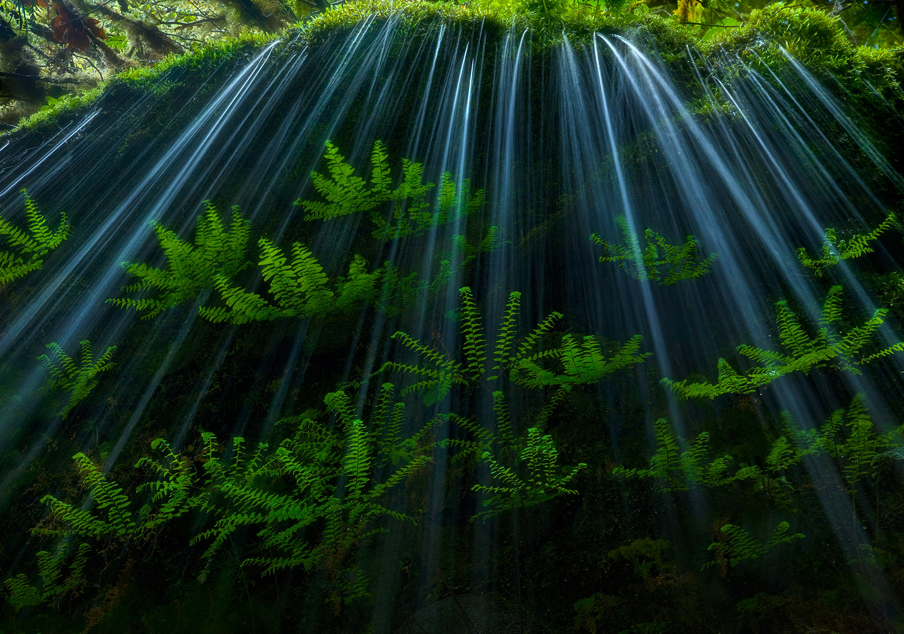 Maiden Ferns catching some light behind a dripping veil of falling water in Oregon's Columbia Gorge.
