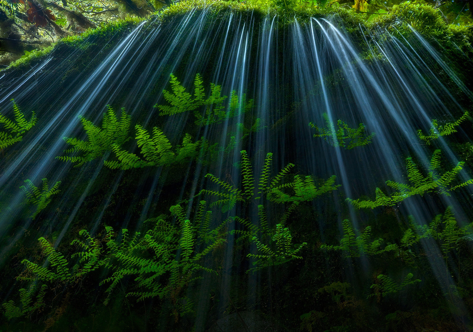 Maiden Ferns in early spring catching some luminous backlight behind a small cascade from within the moss above in Oregon's Columbia...