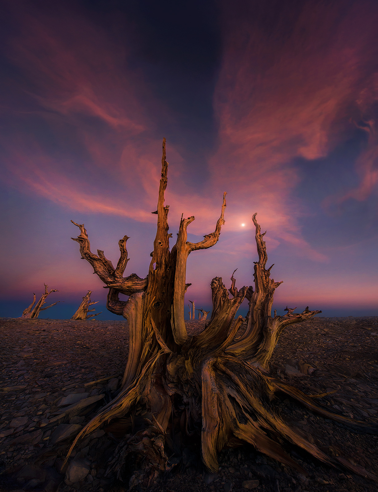 Memorial On a lonely plateau miles away from anything lived an ancient tree for thousands of years. As is the way with Bristlecones...