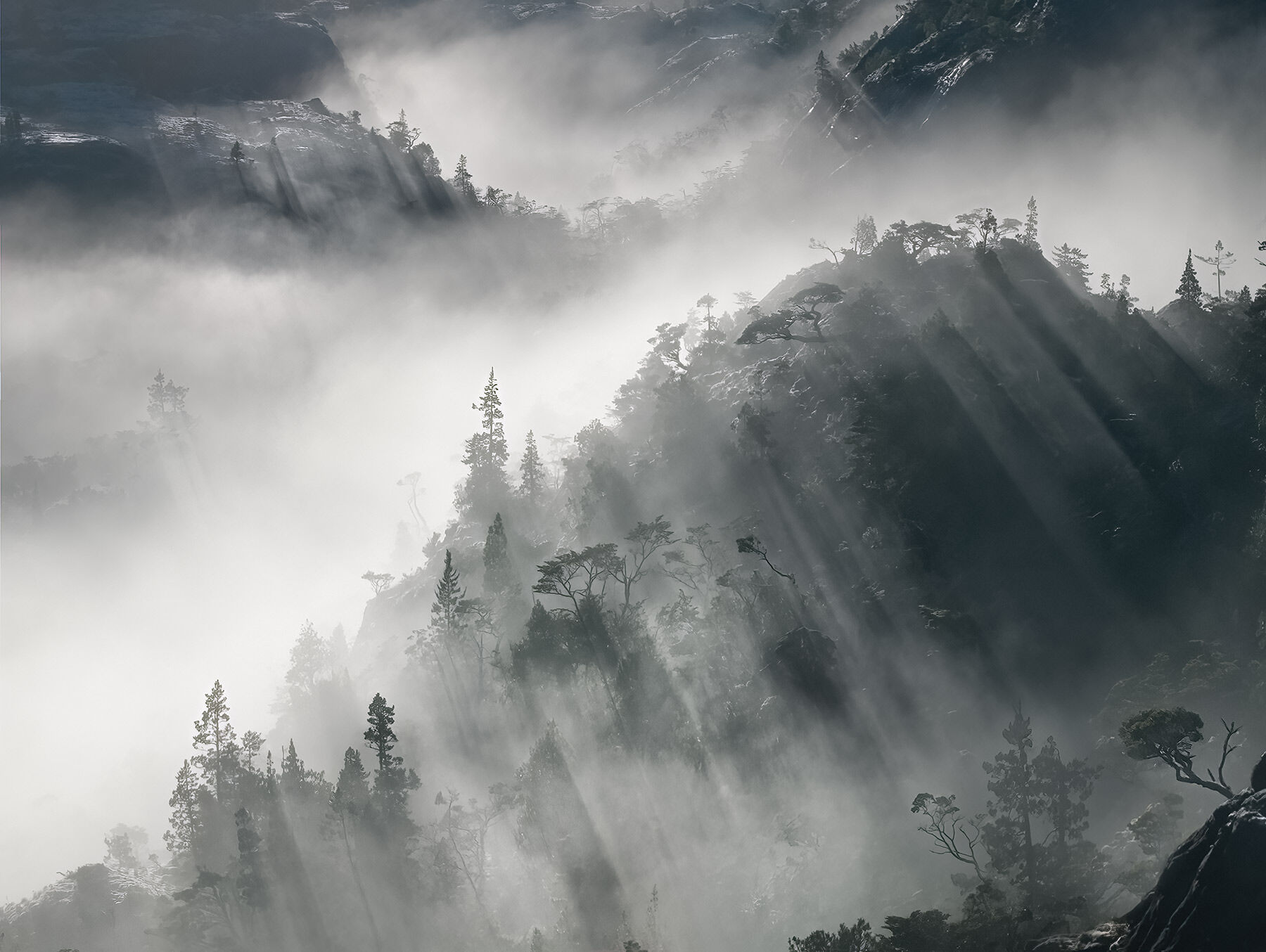 A rare and fleeting moment of light and fog through the Coigue forest deep in the Patagonia fjords
