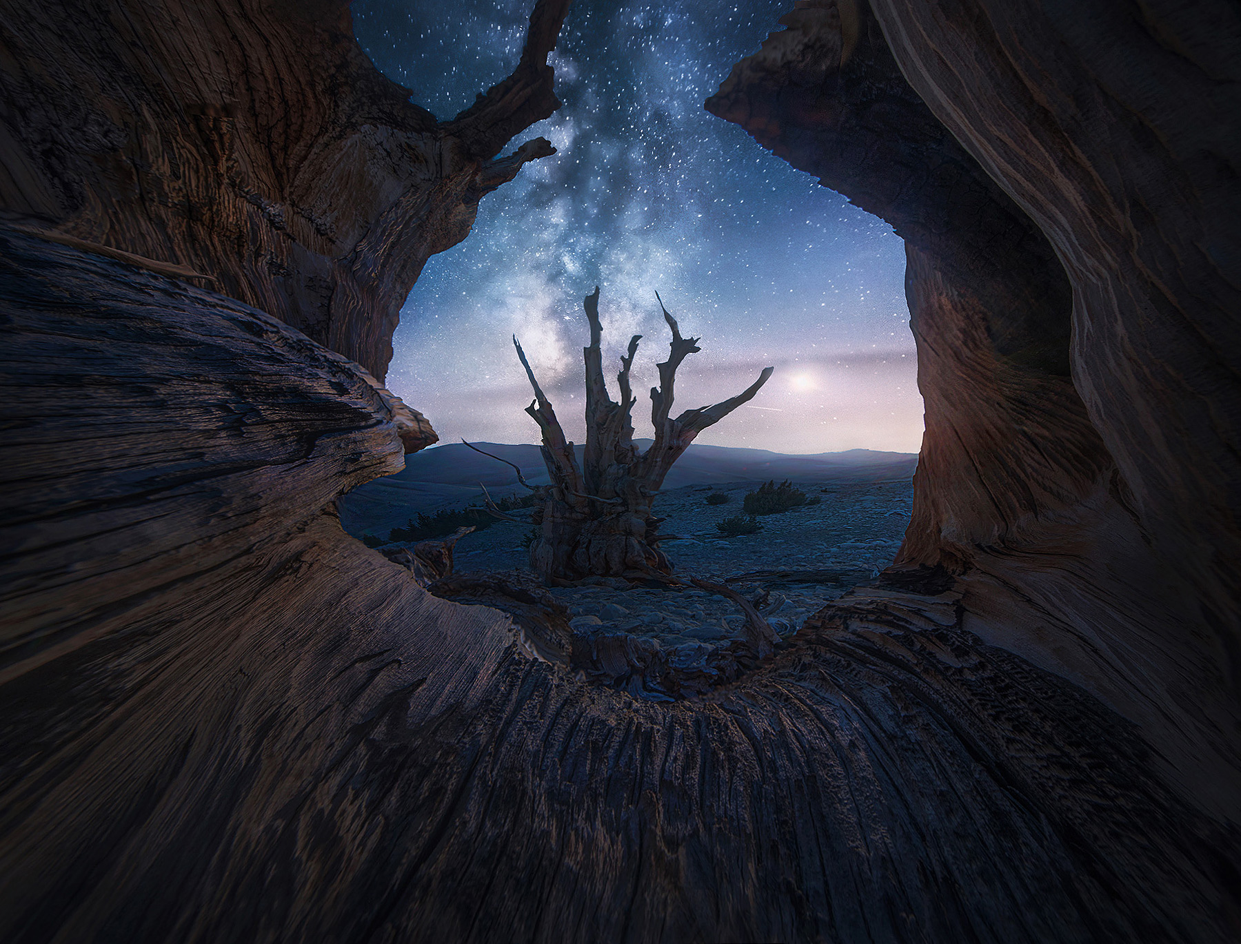 A small notch in an ancient tree looking out toward the night sky under moonlight.  The Bristlecone Pines are the world's oldest...