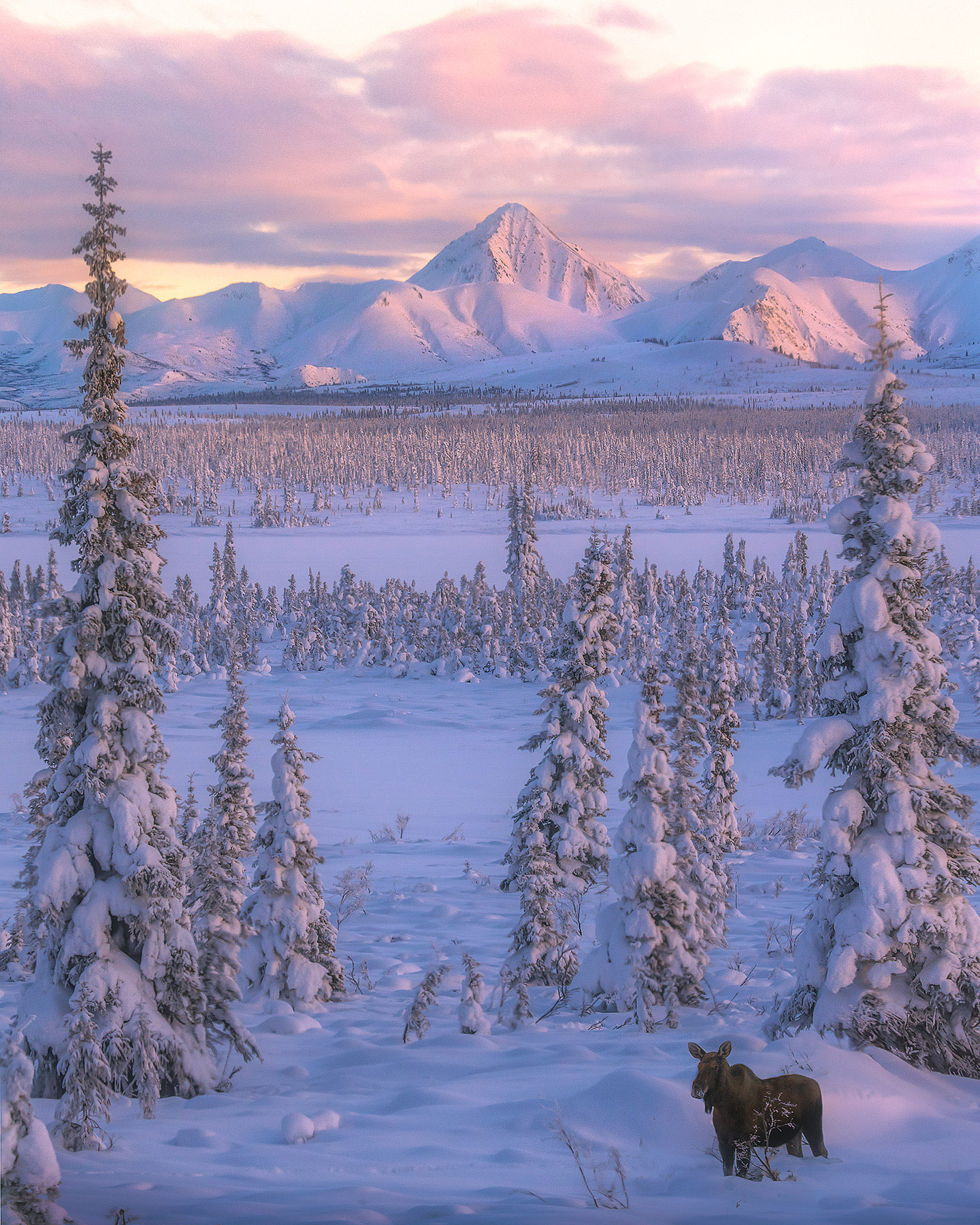 A lone moose admiring the snowy forests of the Nalchina Valley in Alaska