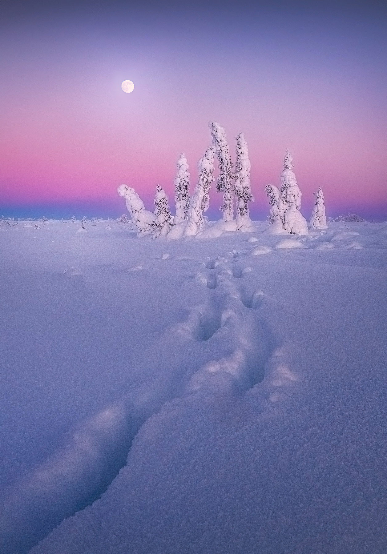 Moonrise at twilight over rime-covered trees in the Alaskan winter with moose tracks leading the way