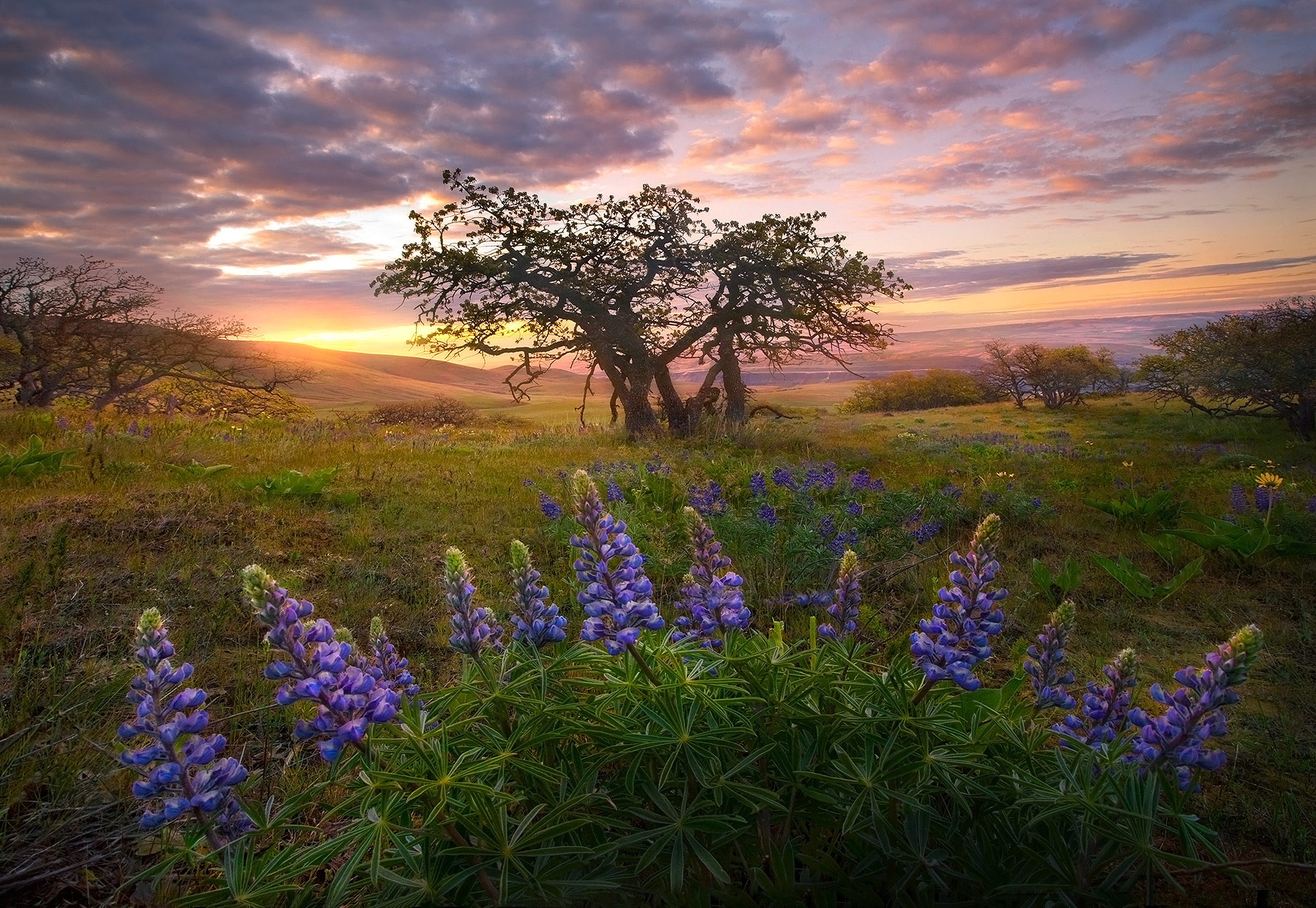 Lupine wildflowers and Oak trees in Washington's Columbia hills in May at sunrise.
