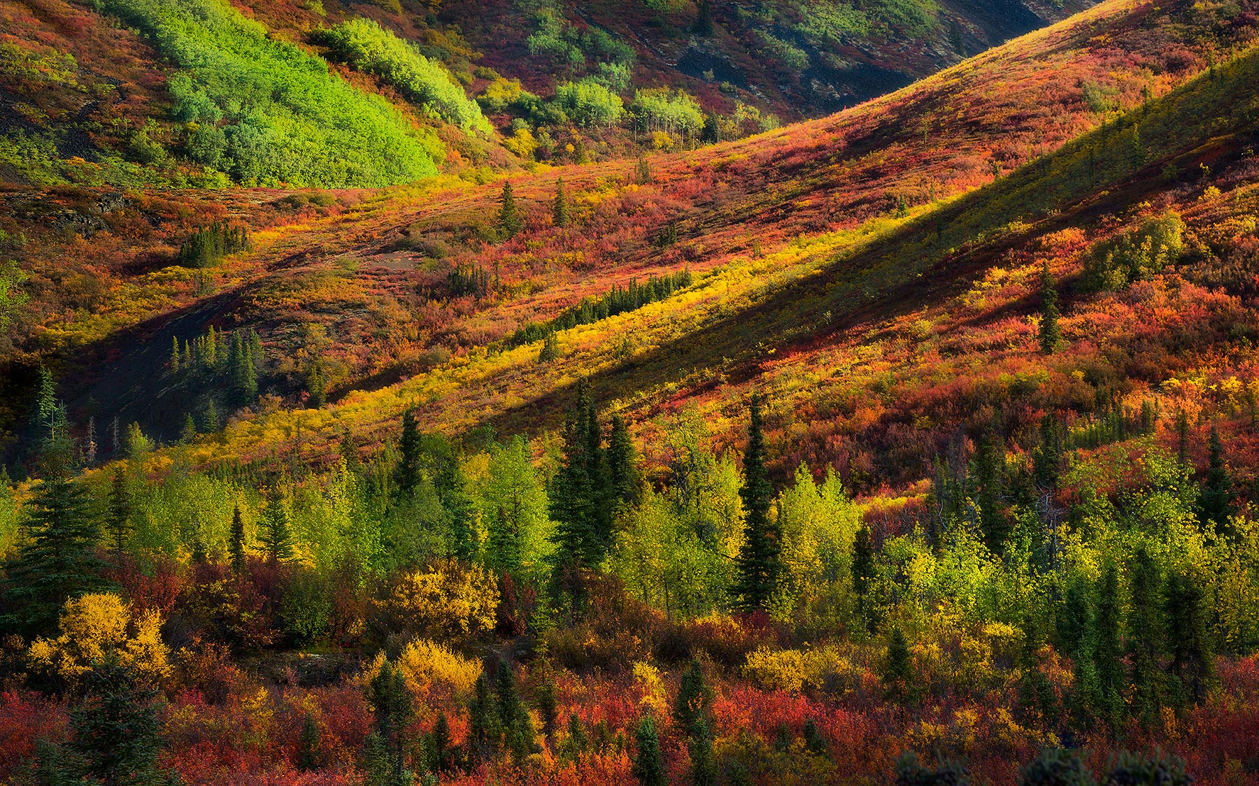 Layers of autumn colors turning along the Dempster route in the Yukon of Canada.