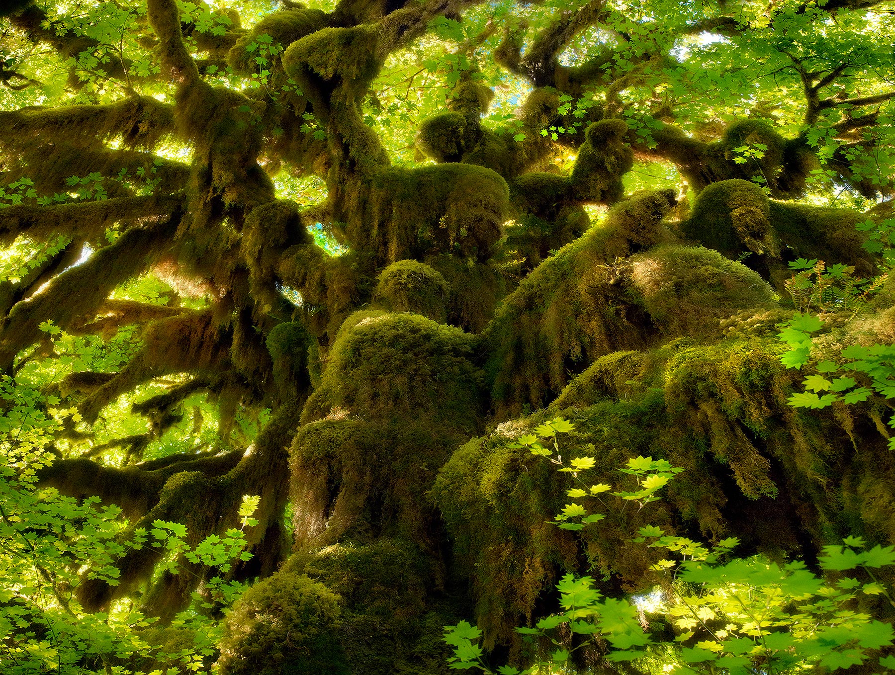 Layers of awesome Club Mosses cover this huge Big Leaf Maple deep in the Hoh Rainforest of the Olympic Peninsula, Washington.