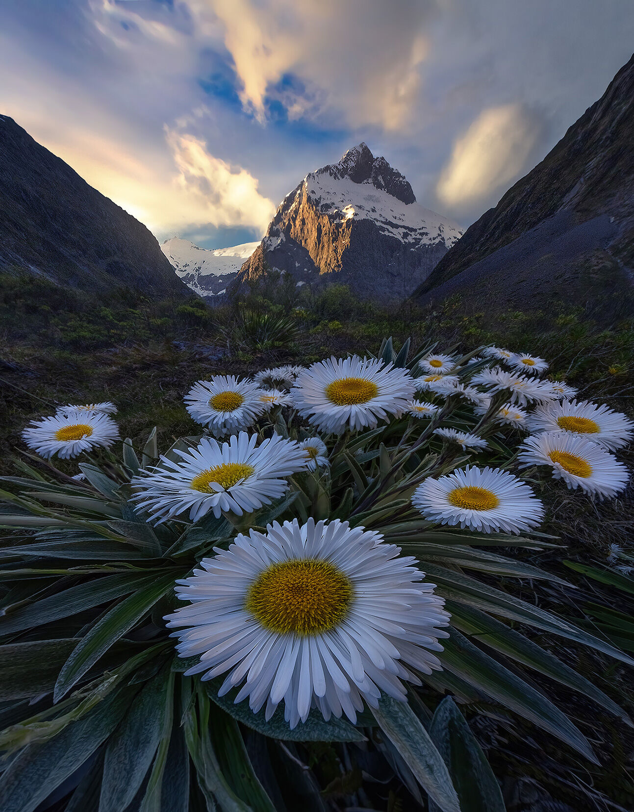 Native flowers on display beneath high peaks in Fiordlands at sunset