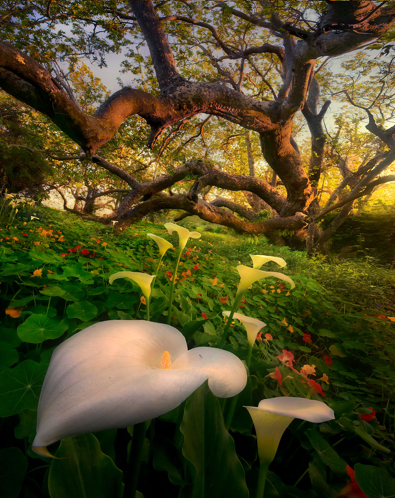 A rare bloom of California Lilies under Eucalyptus photographed on the coast in sunset light.