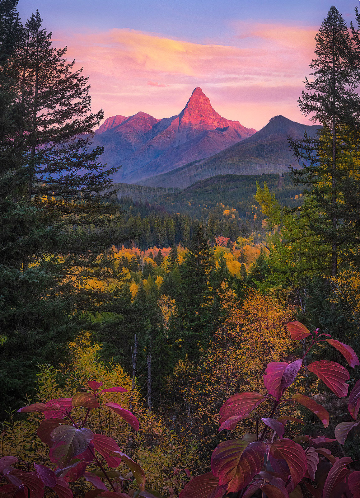 A stunning range of fall colors throughout both conifer and deciduous forest in Glacier Park, Montana