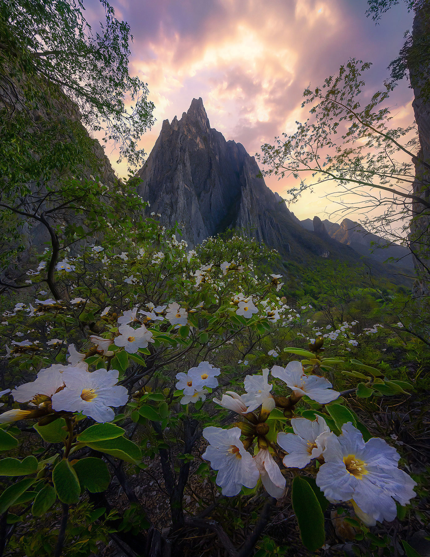 Mexican Olive trees in bloom adorn these steep walled canyons famous with climbers from around the world in Potrero Chico, Mexico...