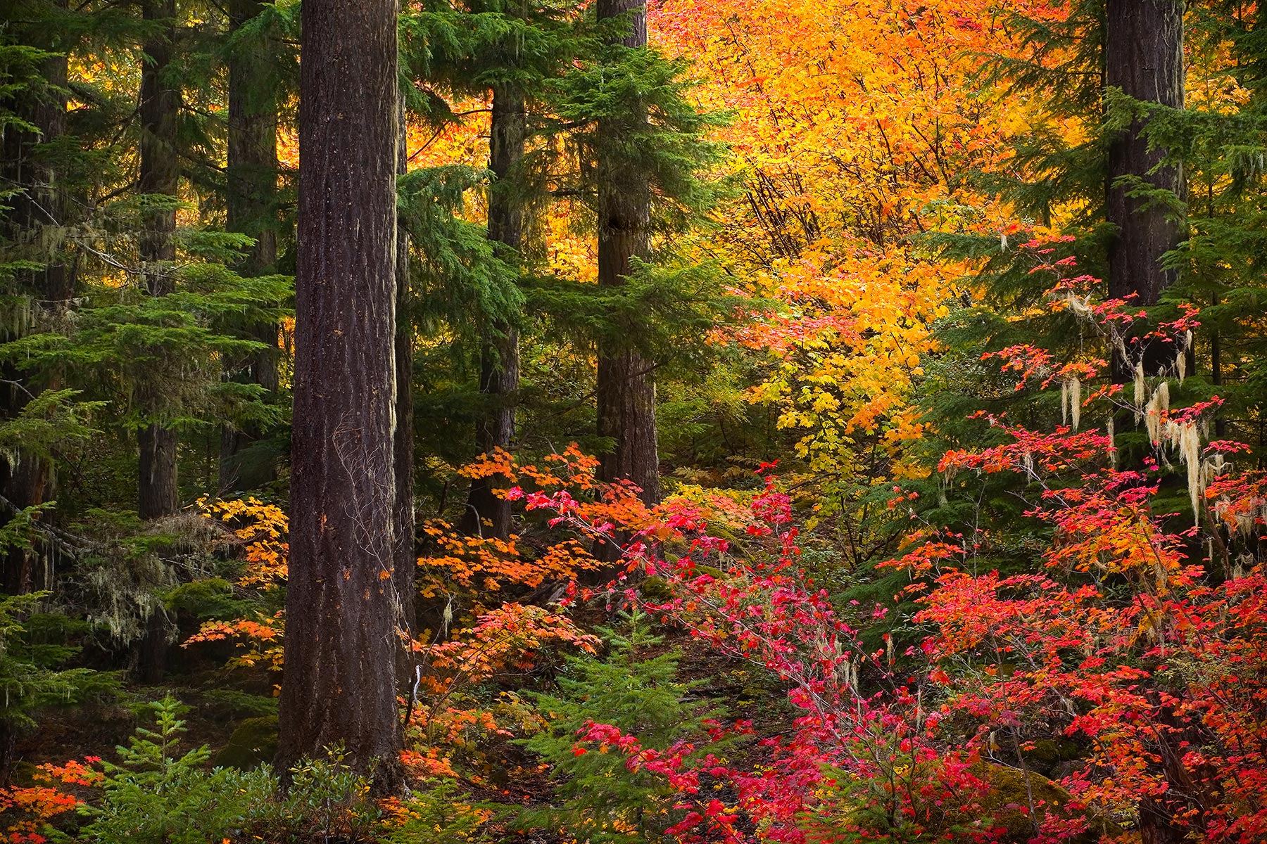 Oregon Autumn, Jefferson Wilderness, Oregon