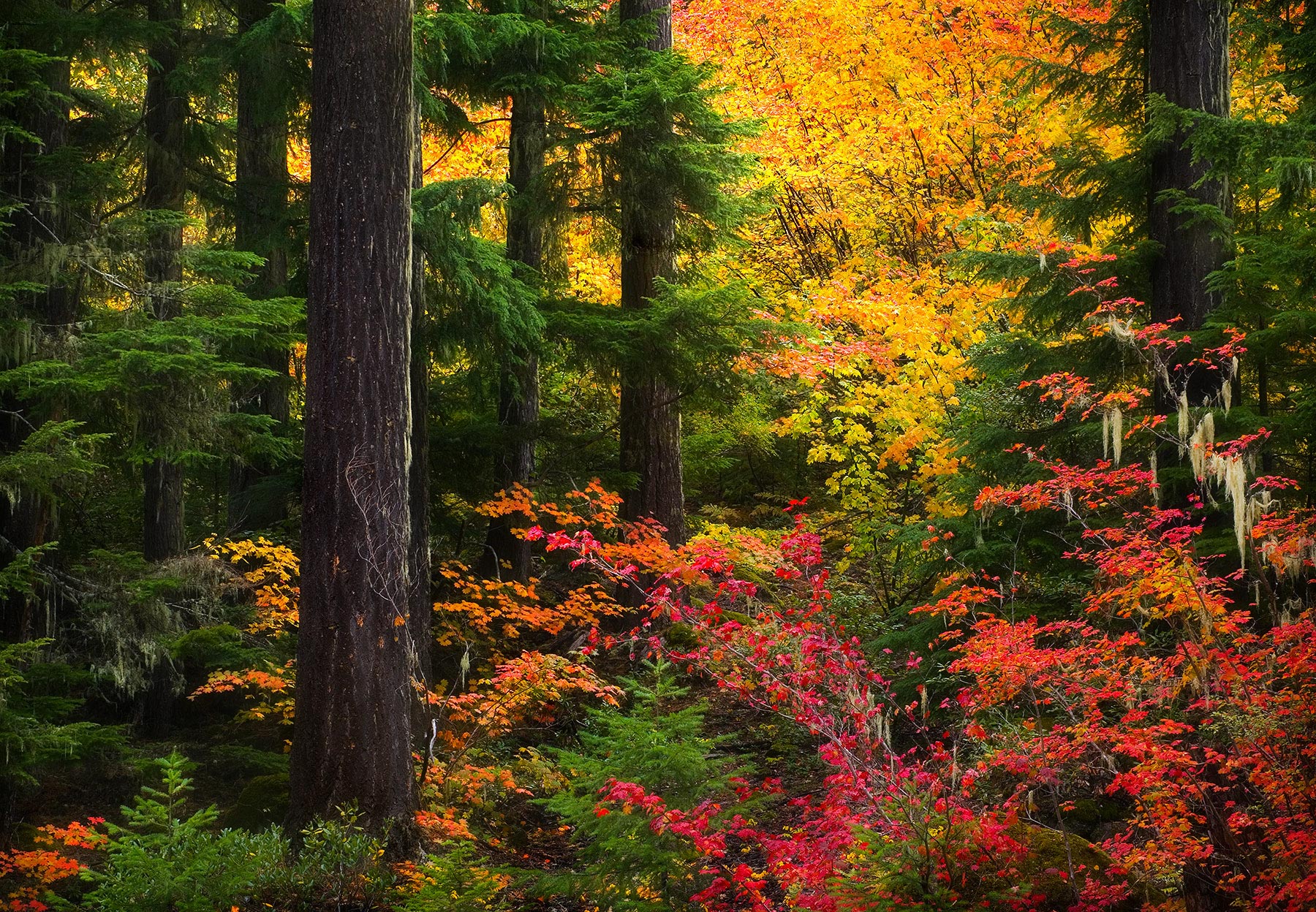 Oregon isn't known for its Fall color, but if you know where to look the Vine Maples really stand out amidst stands of Old Growth...