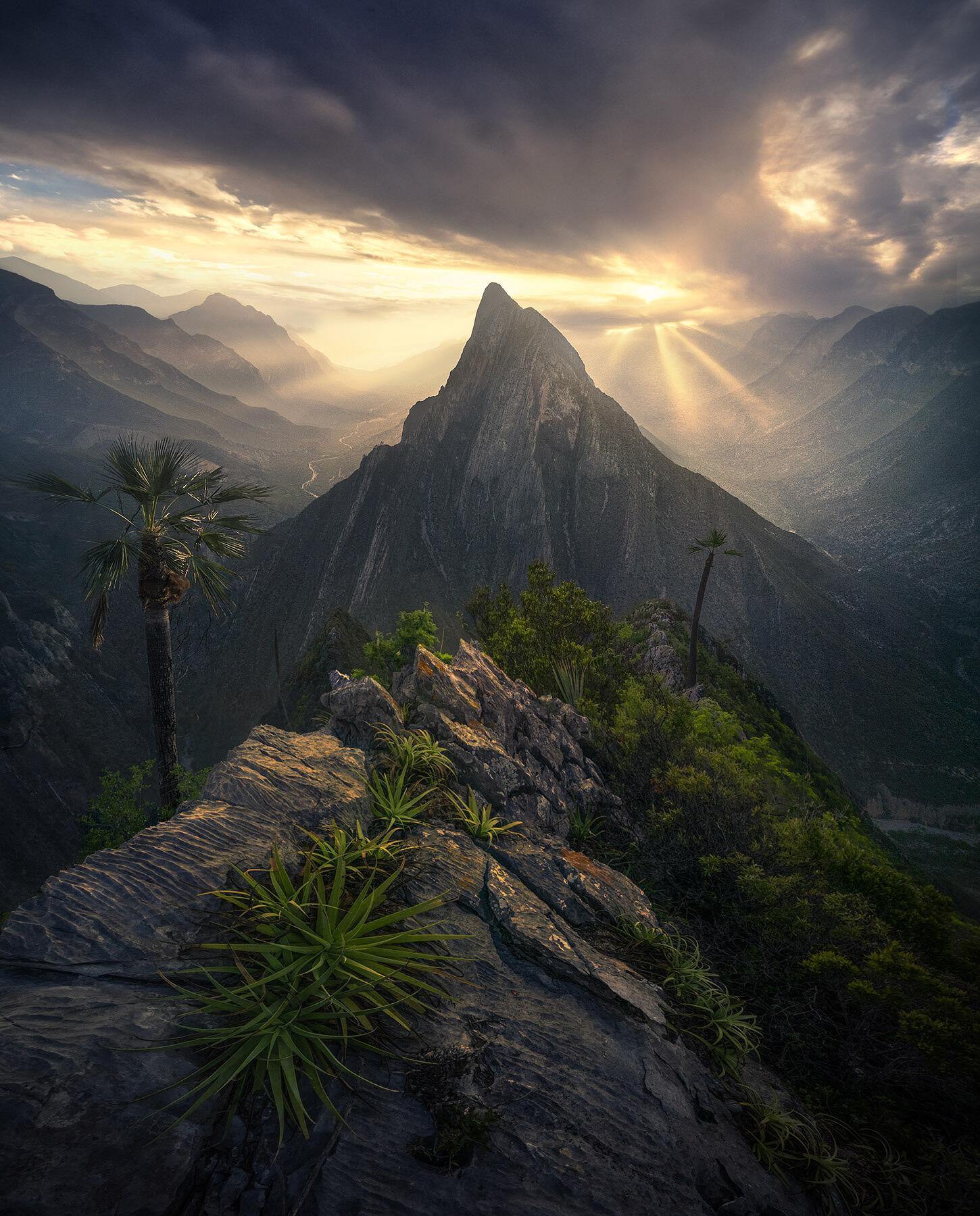 Mexico, rugged, peaks, palm