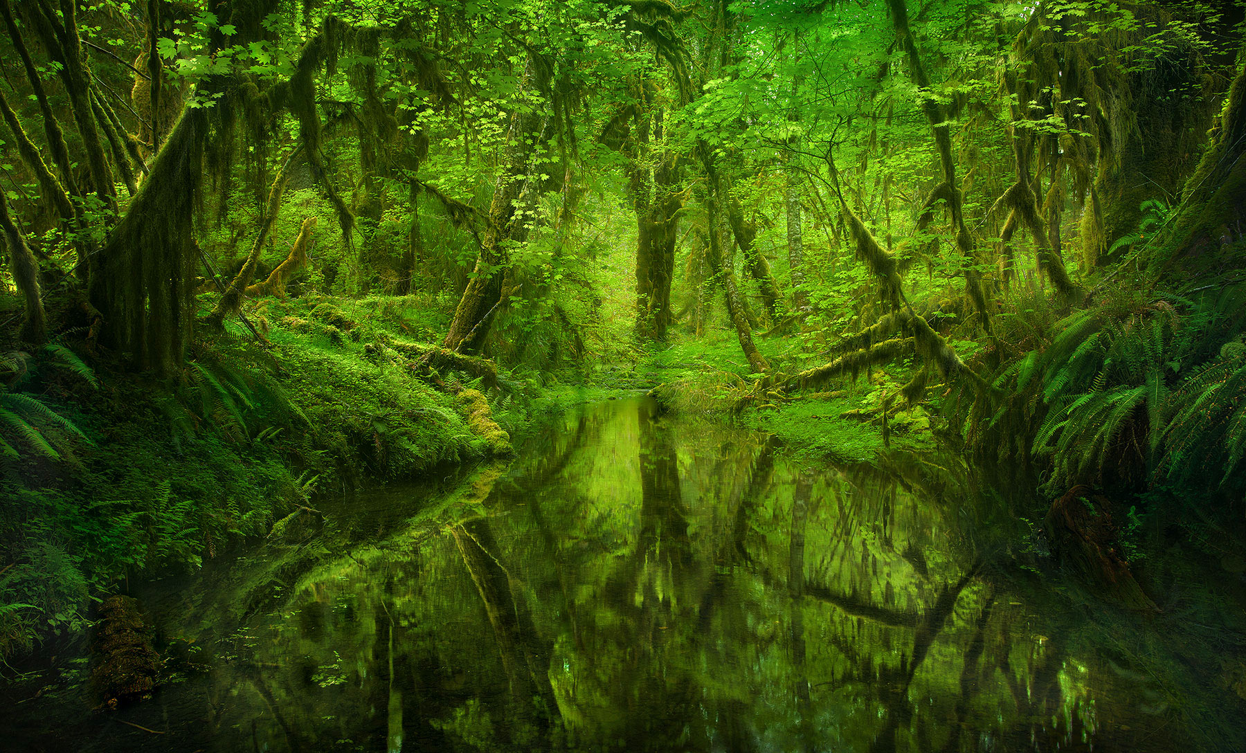 Paradise Forest (2008) 30 miles on foot into the untraveled heart of the Olympic Rain Forest, far from any trails or roads, there is a place of an energy...