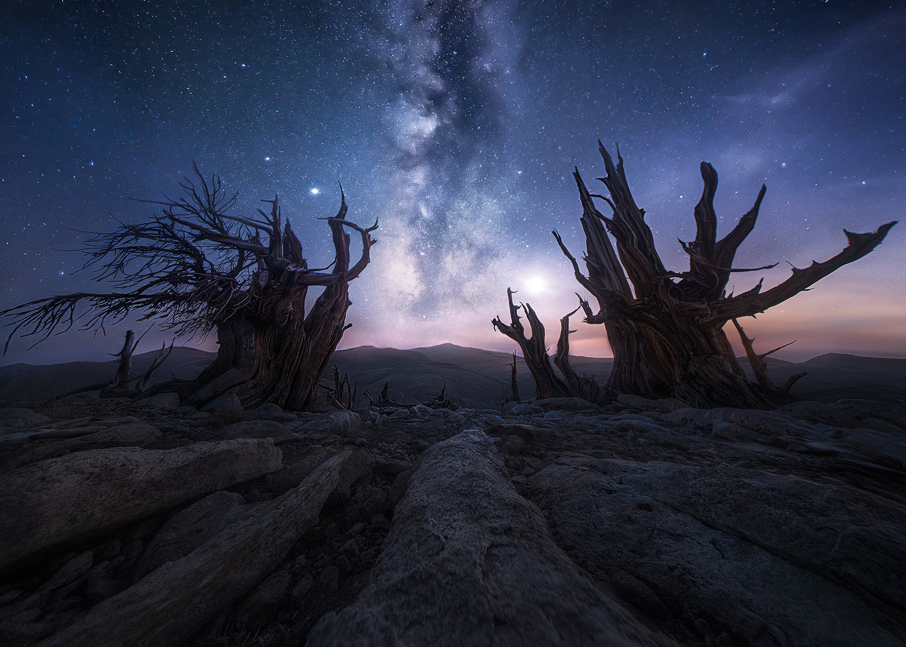 Ancient Bristlecone Pines frame the Milky Way, moon, Jupiter and Saturn.