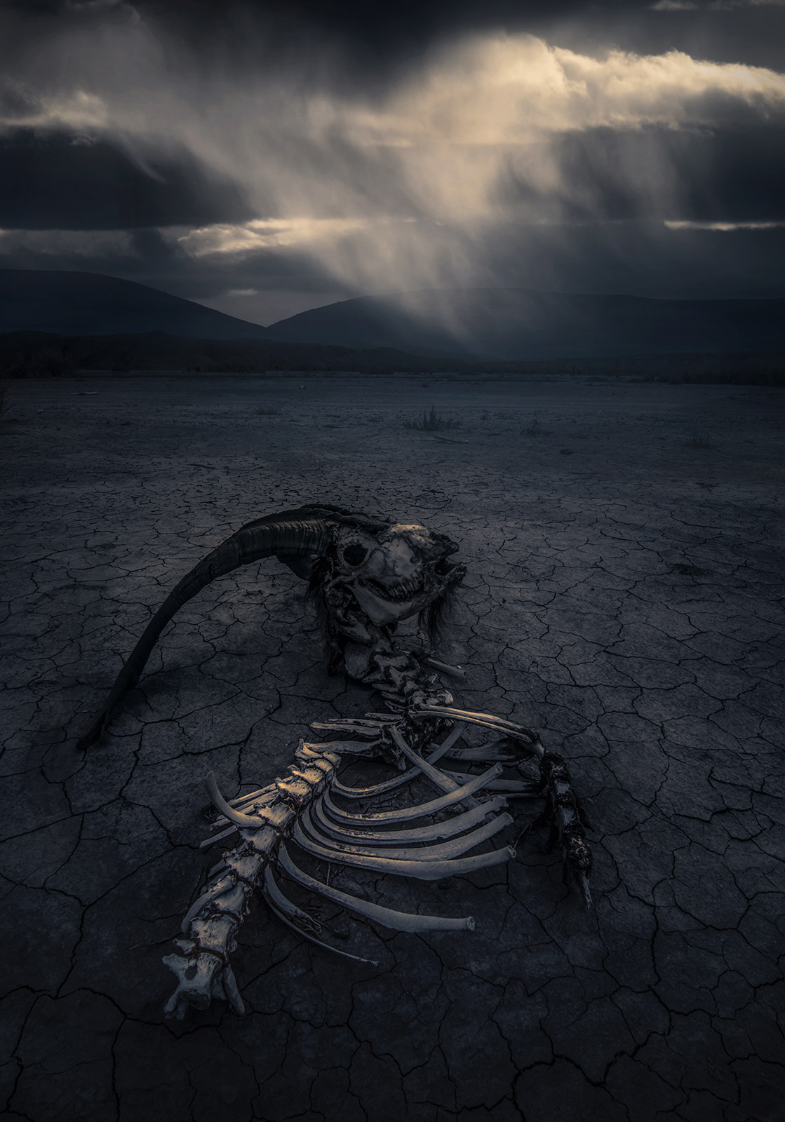 RIP A Ram succumbed to the elements on a cold, cracked plain atop this dried lakebed. An autumn storm passes by above.  ...