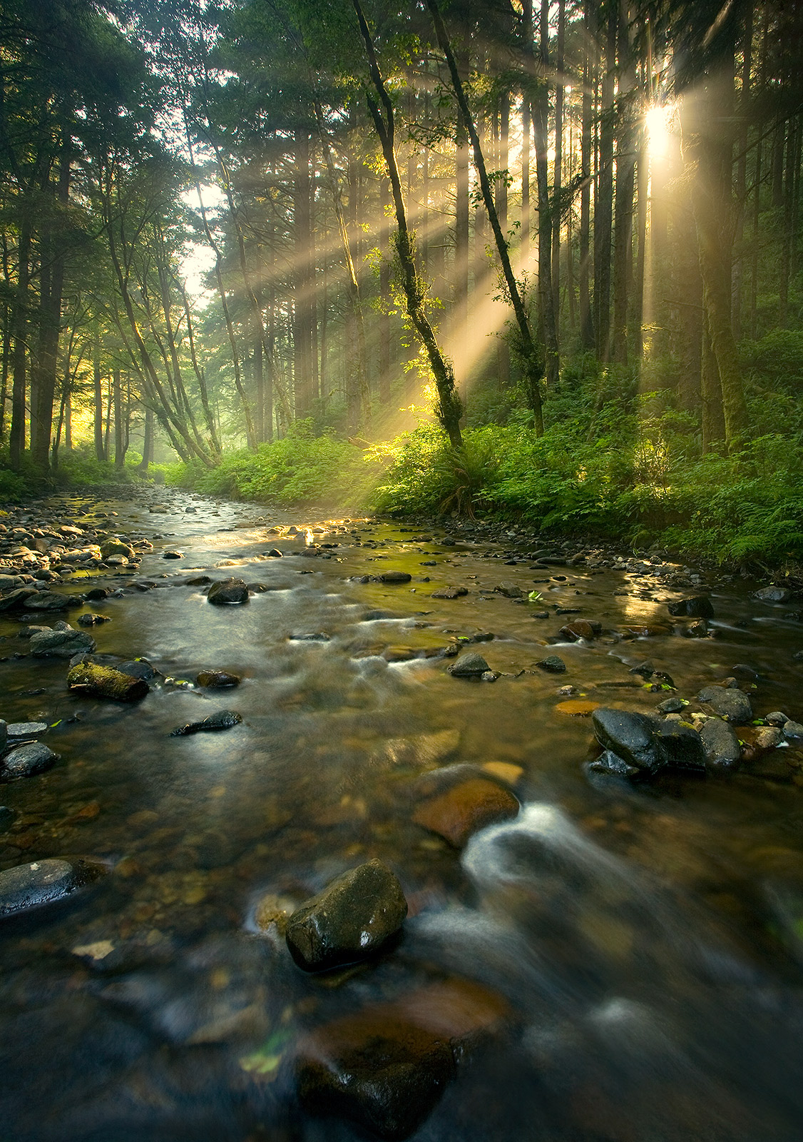 A morning sun burst through the trees illuminating the forest above Rock Creek, in the Rock Creek wilderness along the Oregon...